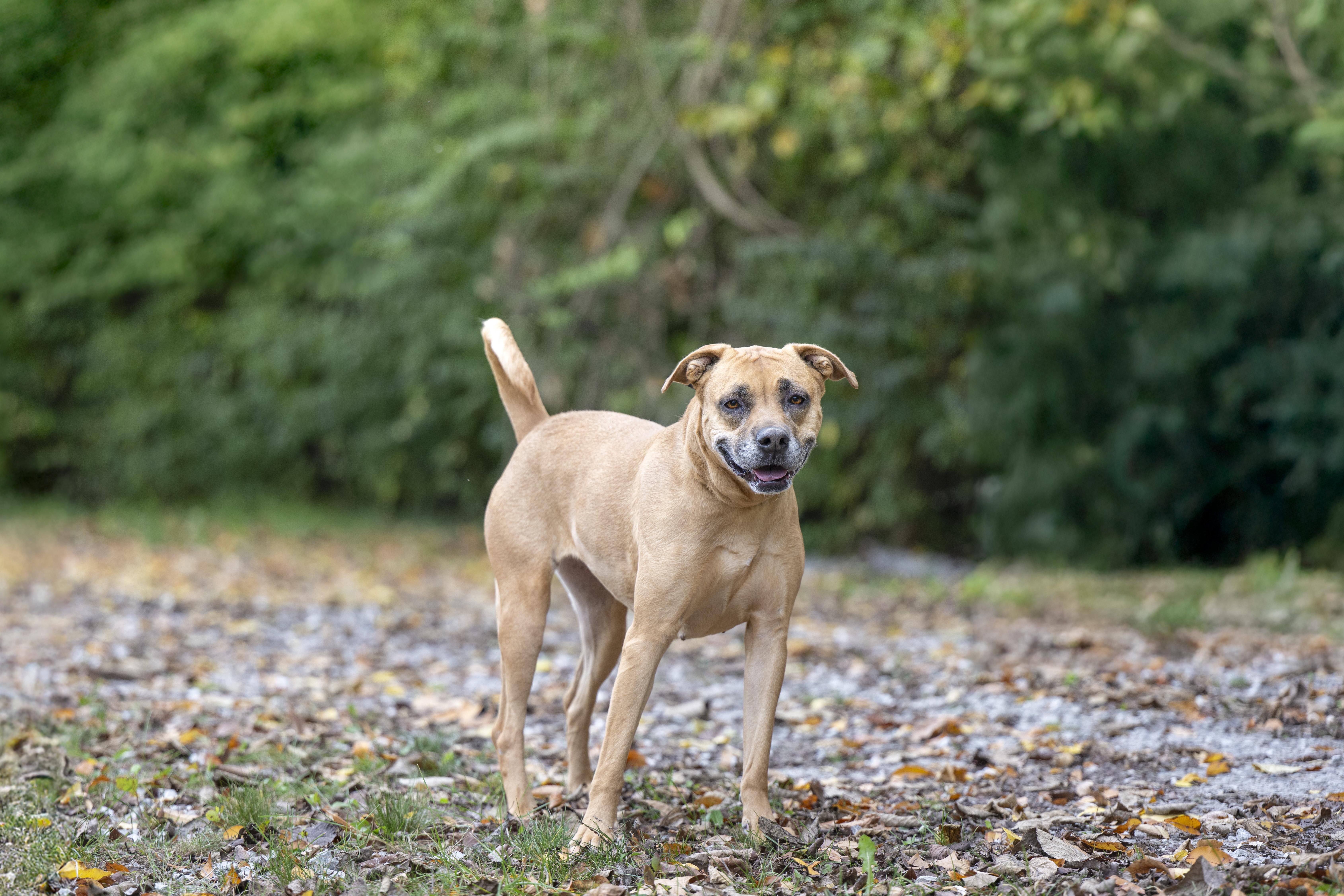 Mamas, a Adoptable mixed breed in Terre Haute, IN image 2/2