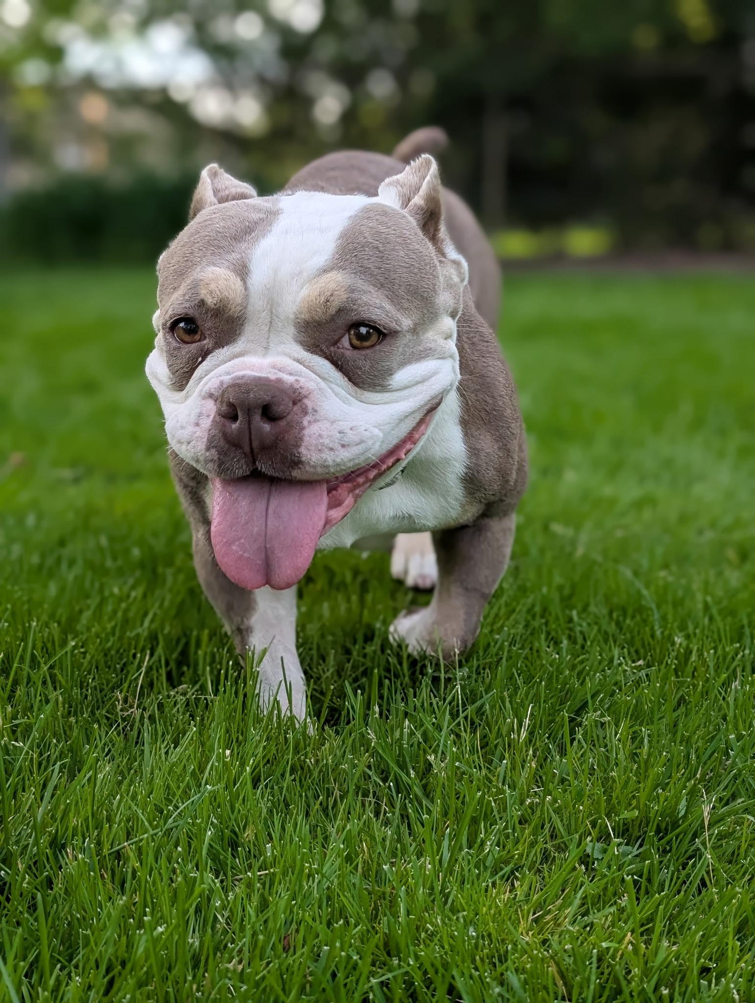 Barbara, a ADOPTABLE mixed breed in Ontario, NY image 6/6