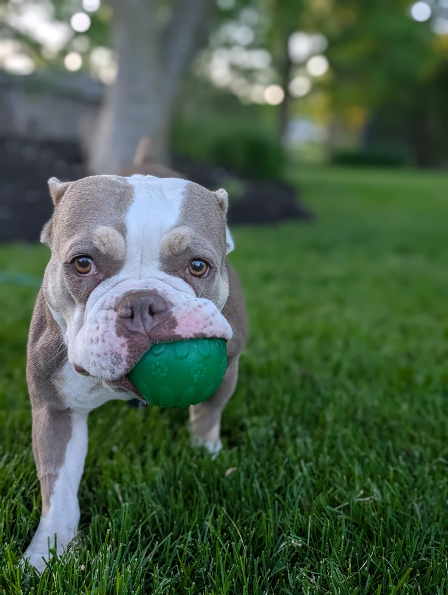 Barbara, a ADOPTABLE mixed breed in Ontario, NY image 3/6