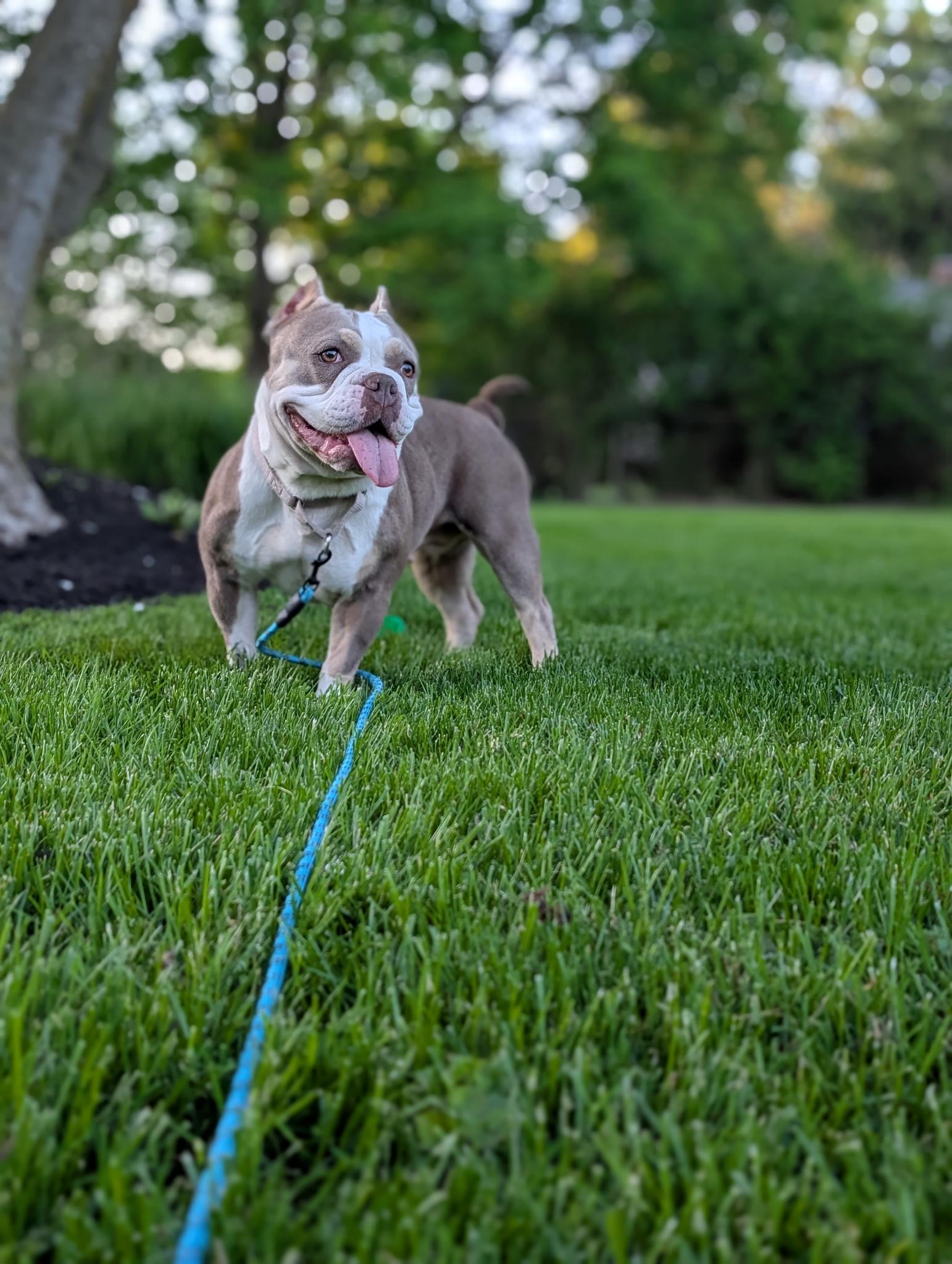 Barbara, a ADOPTABLE mixed breed in Ontario, NY image 2/6