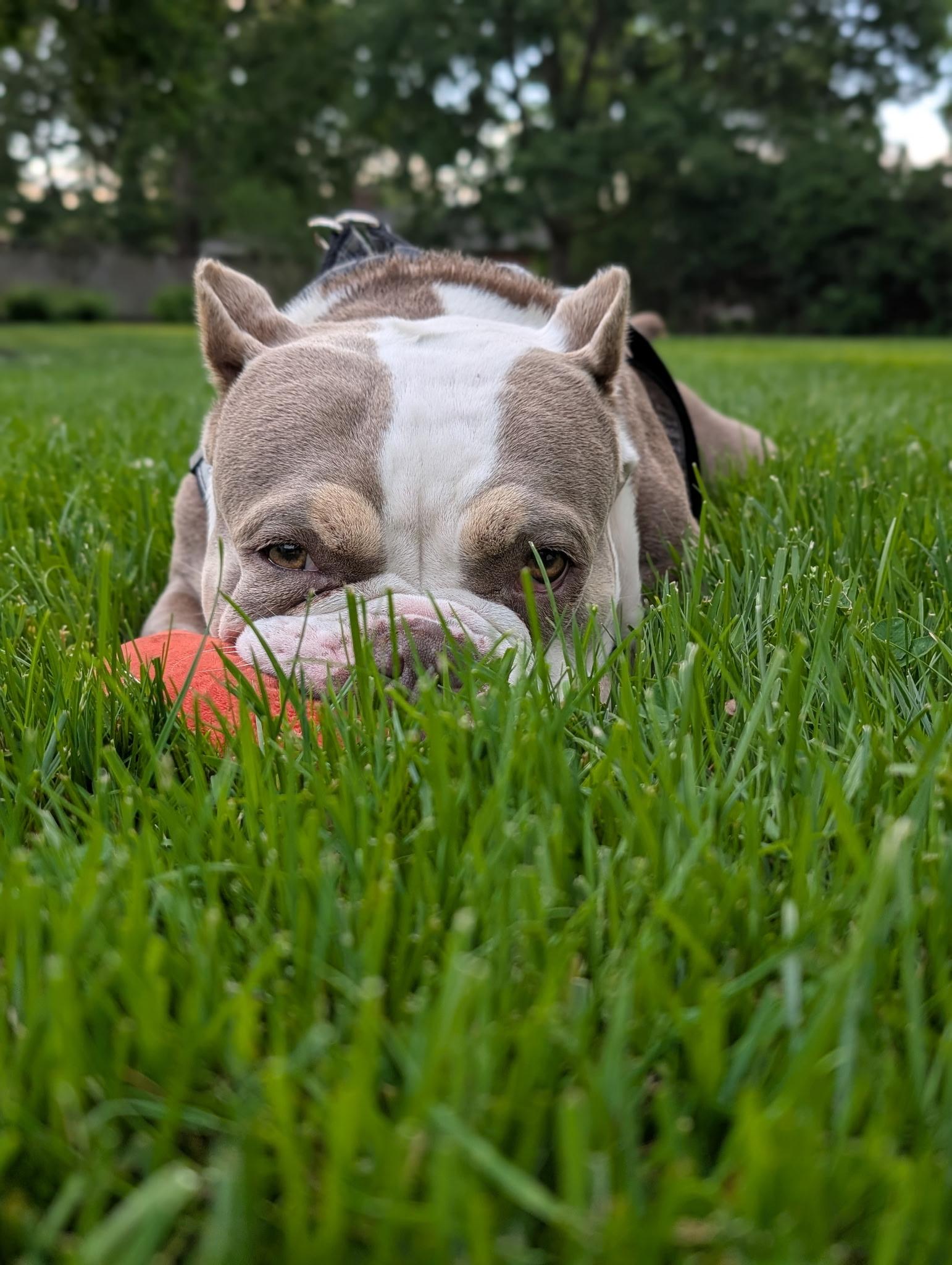 Barbara, a ADOPTABLE mixed breed in Ontario, NY image 4/6