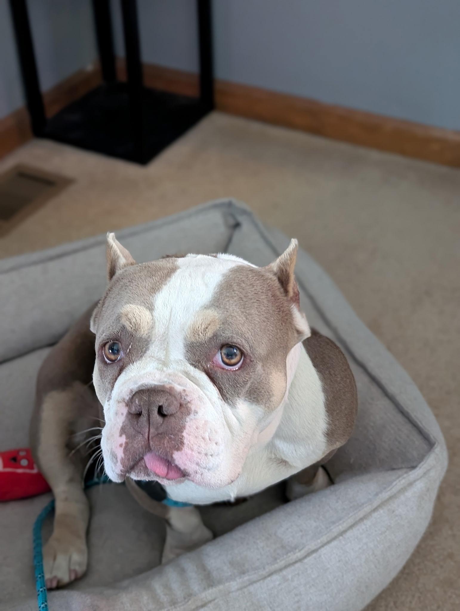 Barbara, ADOPTABLE, Adult Female American Bully.