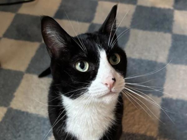 Enlarge Valerie, a Adoptable mixed breed in Portland, OR image 1/2