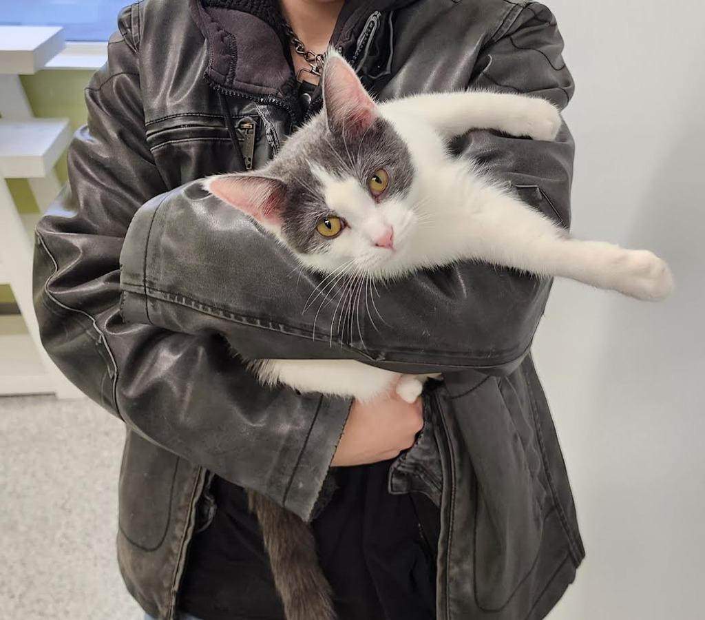 Venus, Adoptable, Young Female Domestic Short Hair.