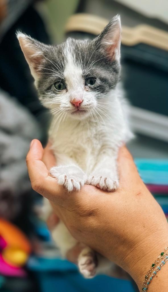 Enlarge Venus, a Adoptable mixed breed in Auburn, IN image 4/5