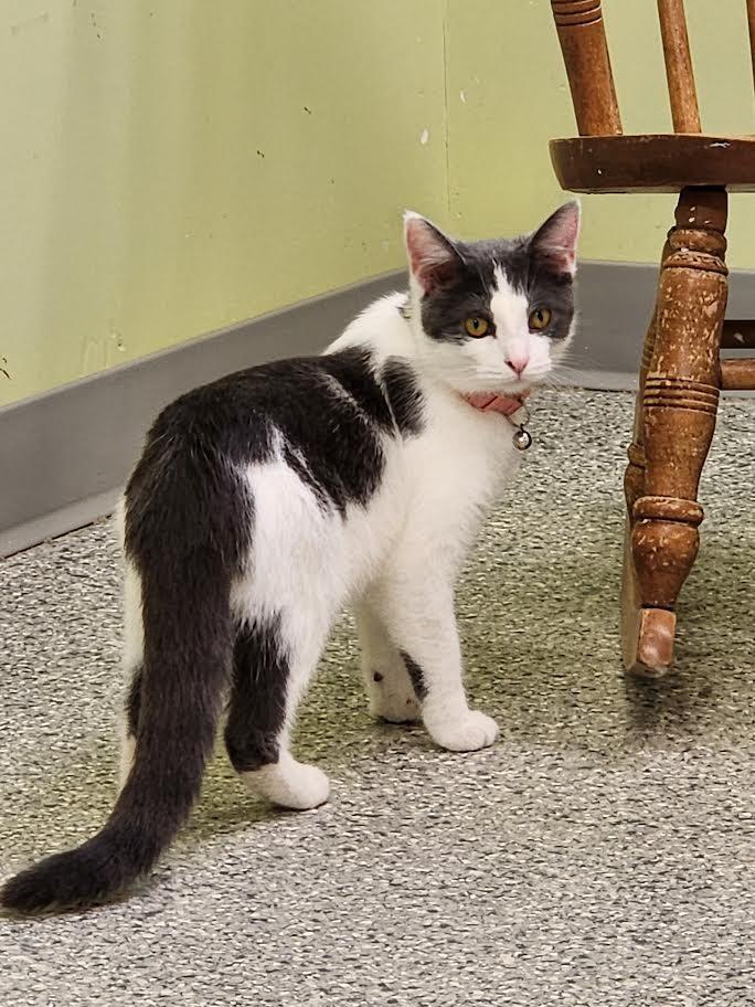 Enlarge Venus, a Adopted mixed breed in Auburn, IN image 4/5