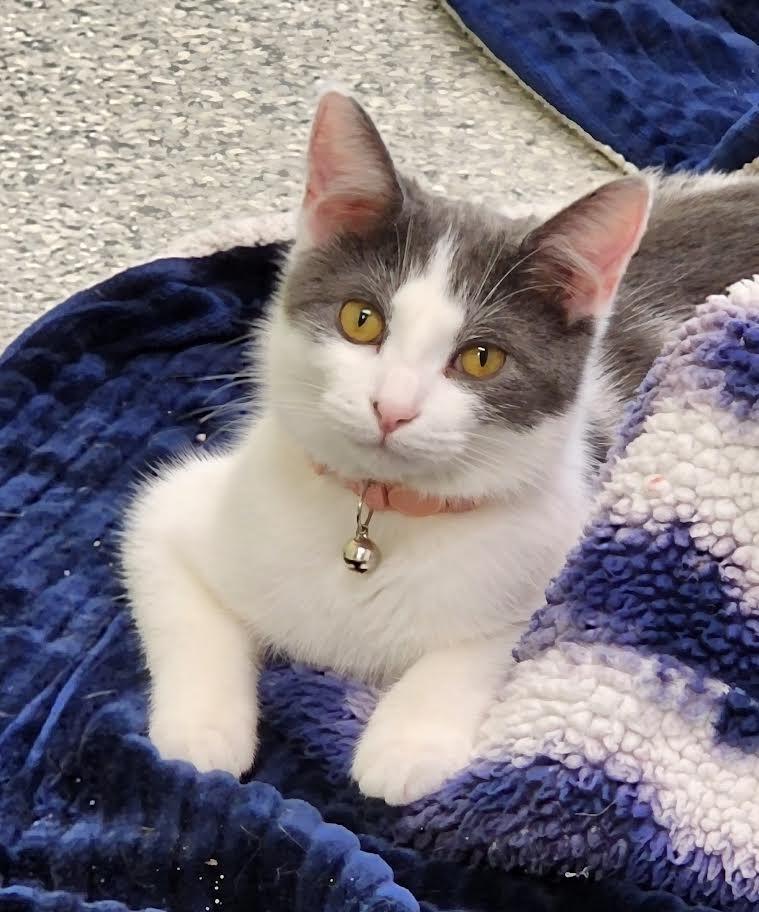 Enlarge Venus, a Adopted mixed breed in Auburn, IN image 5/5