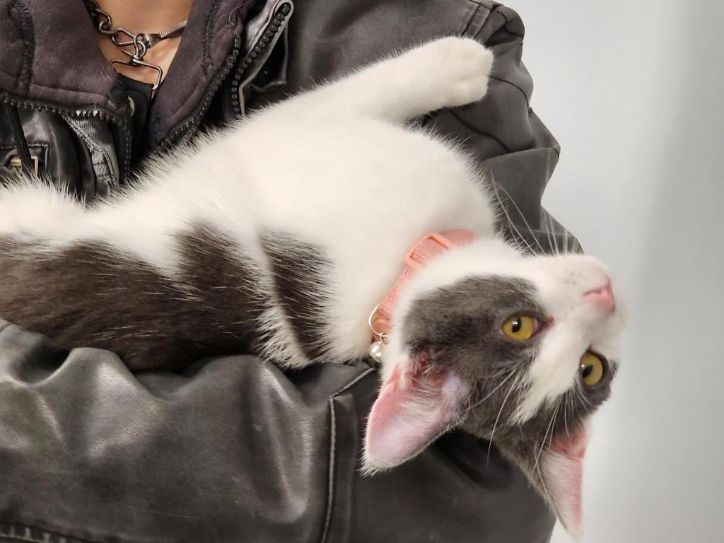 Enlarge Venus, a Adoptable mixed breed in Auburn, IN image 5/5