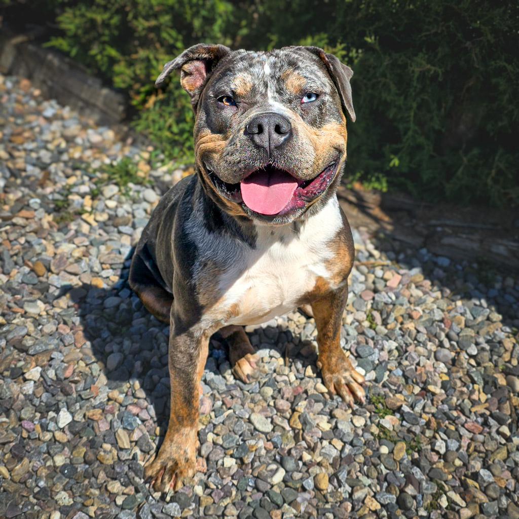 Marvelous Ms Mon Cheri ~ DEAF Dogs ROCK !!!, a Adoptable American Bully in Albuquerque, NM image 2/4