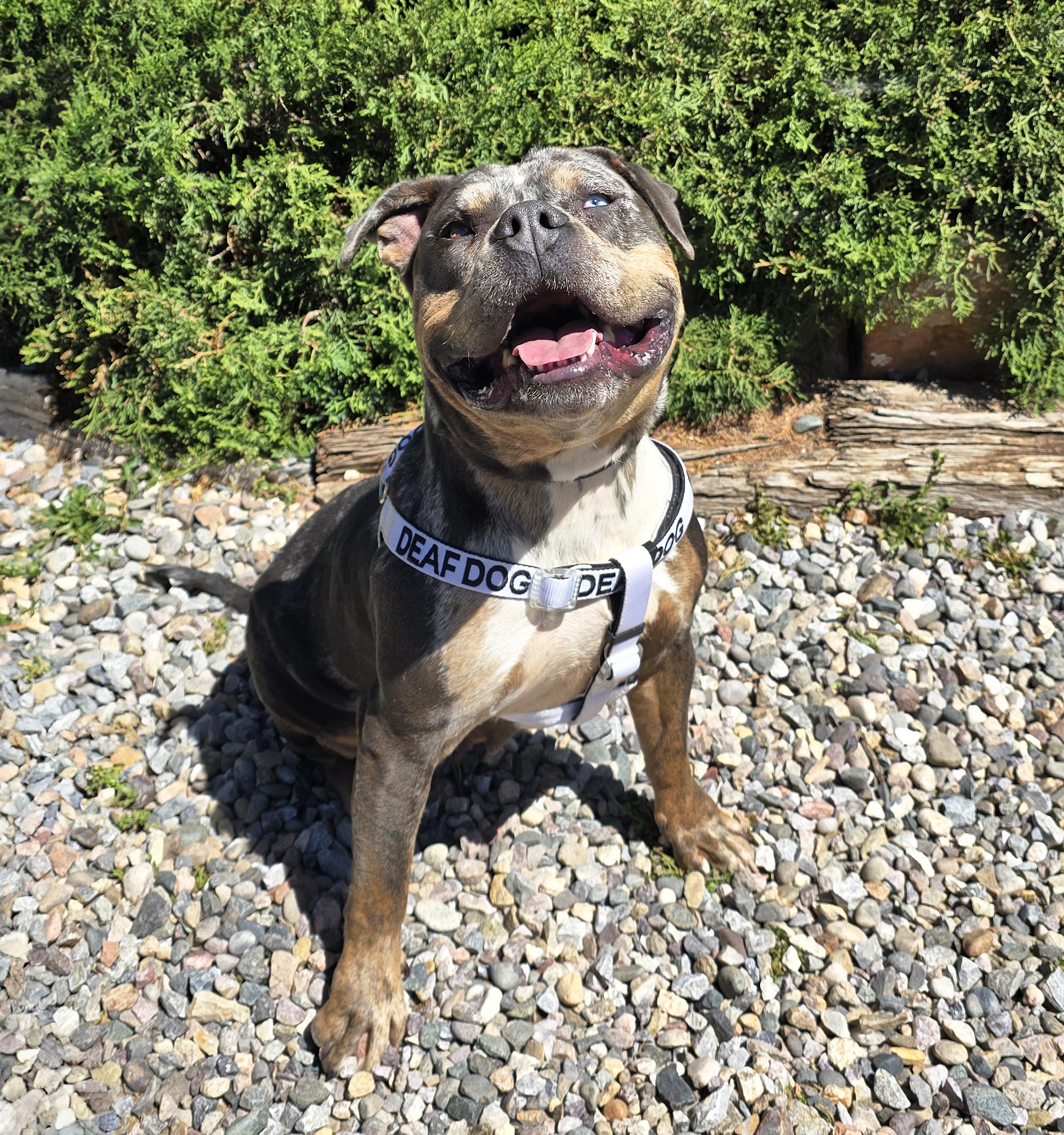 Marvelous Ms Mon Cheri ~ DEAF Dogs ROCK !!!