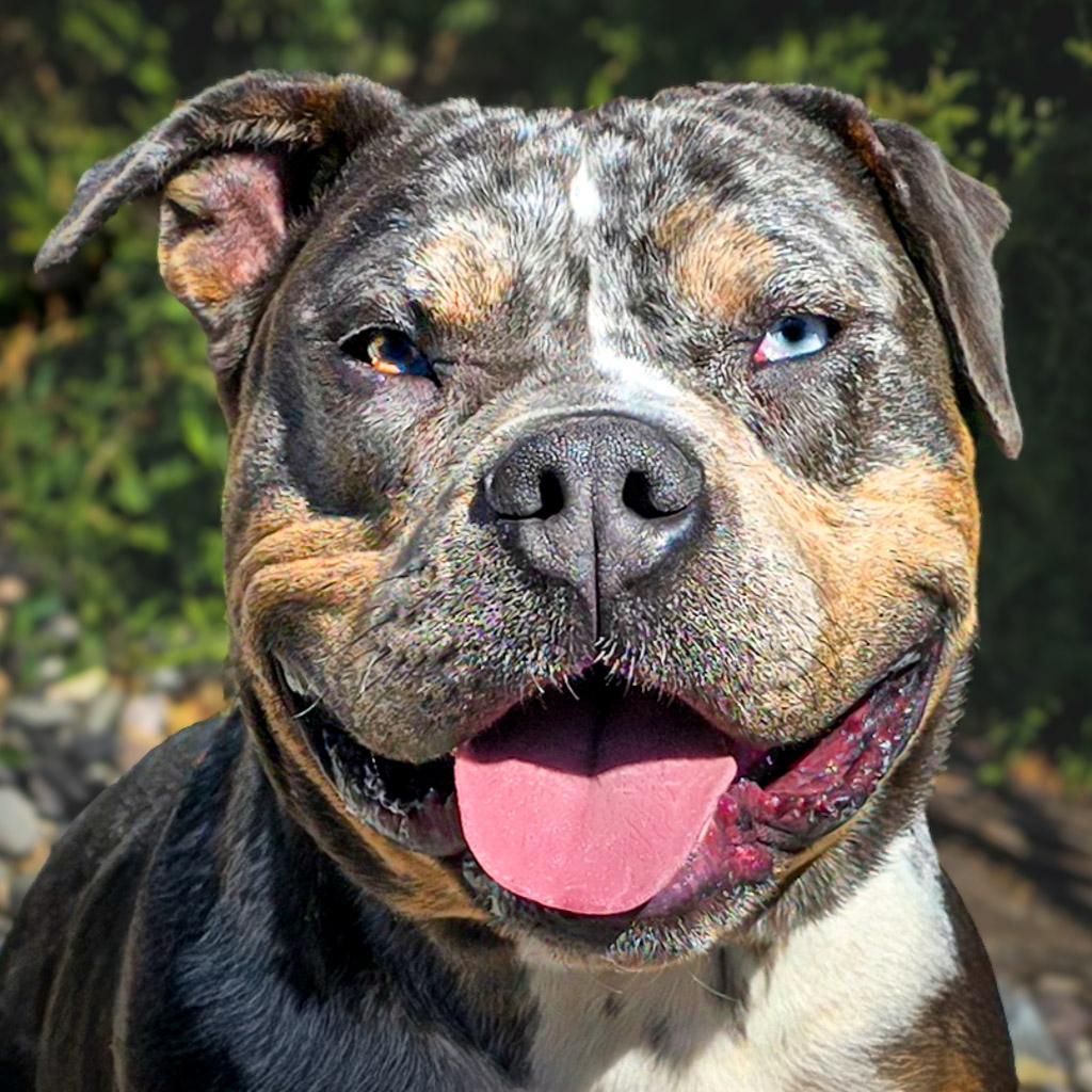 Marvelous Ms Mon Cheri ~ DEAF Dogs ROCK !!!