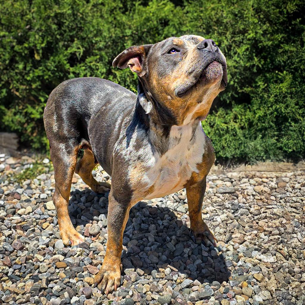 Marvelous Ms Mon Cheri ~ DEAF Dogs ROCK !!!