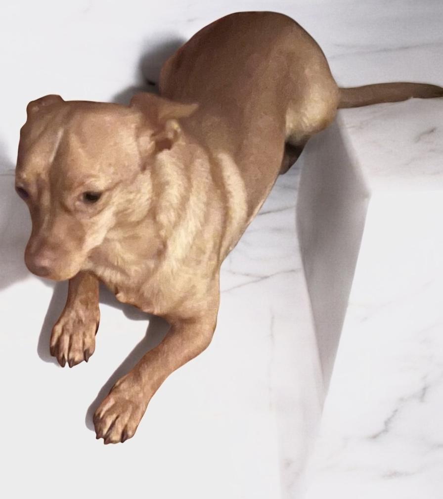 Rusty, a Adoptable mixed breed in Soldotna, AK image 2/2