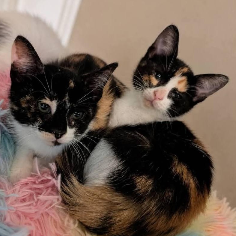 Savannah & Sierra, ADOPTABLE, Kitten Female Domestic Short Hair.