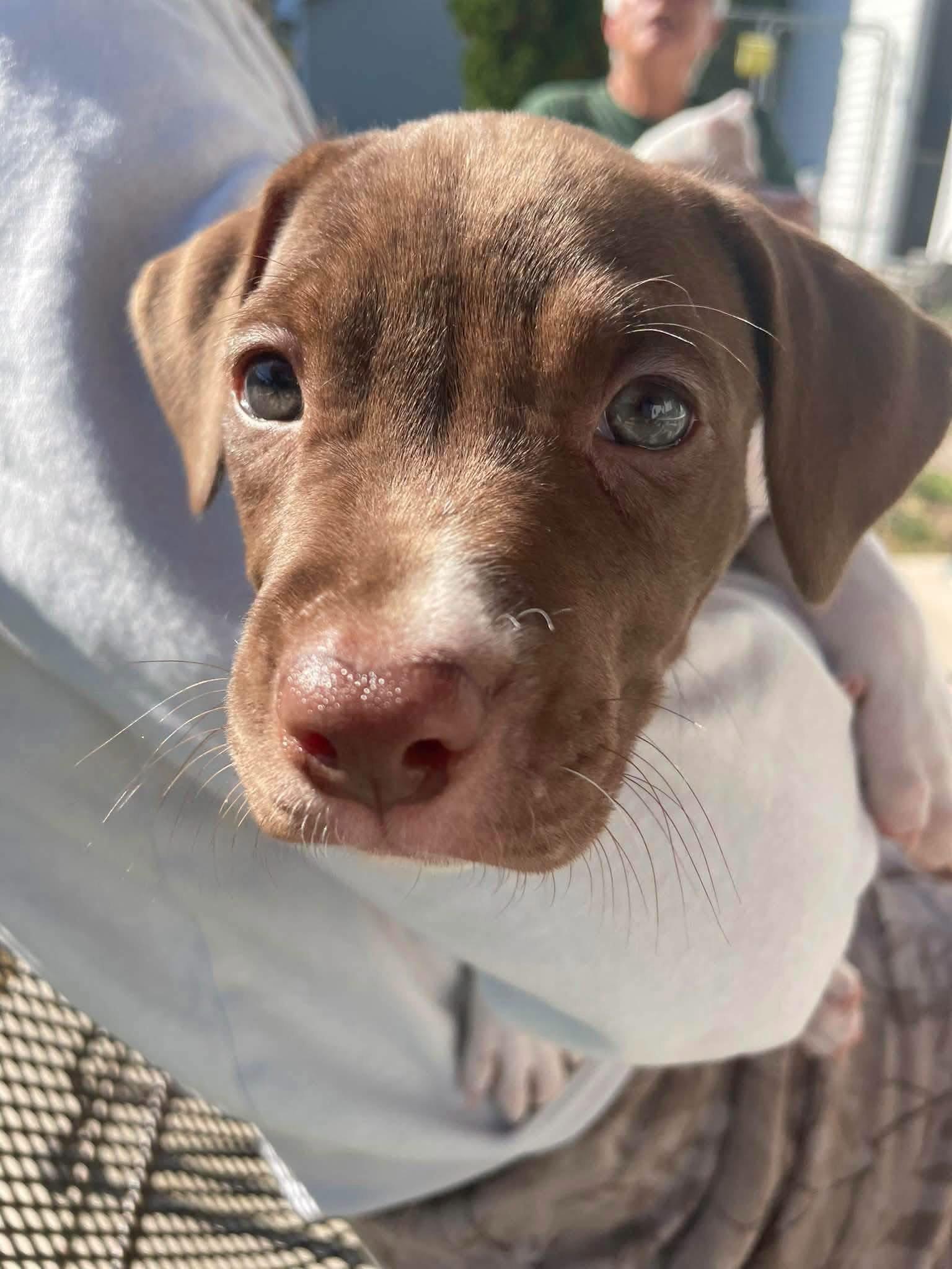 Enlarge Darla, a Adoptable Pit Bull Terrier in New London, WI image 1/3