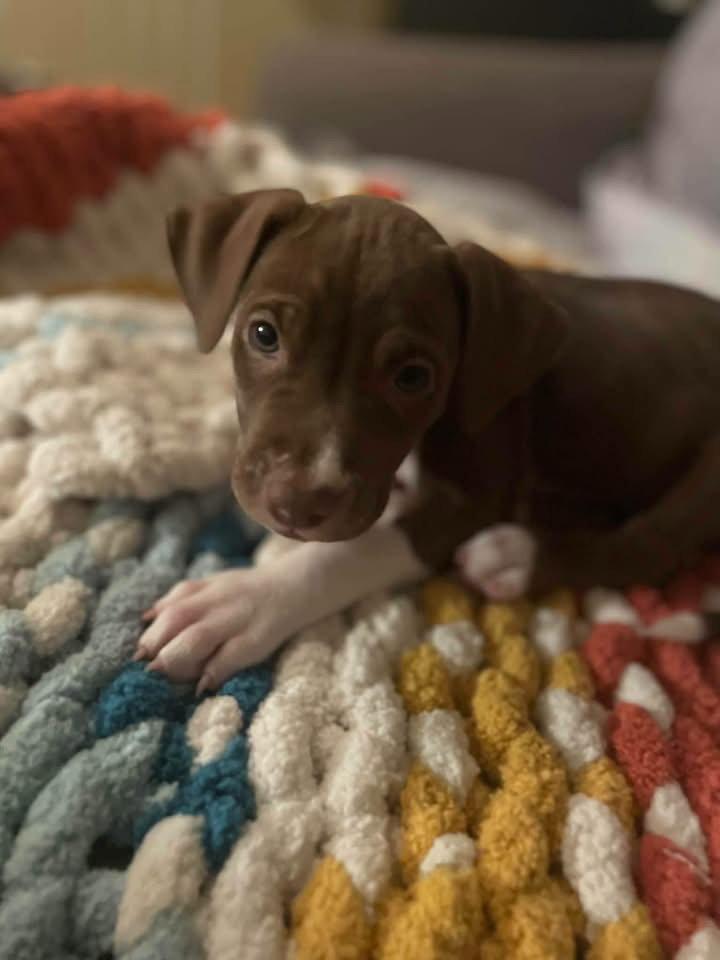 Enlarge Darla, a Adoptable Pit Bull Terrier in New London, WI image 2/3