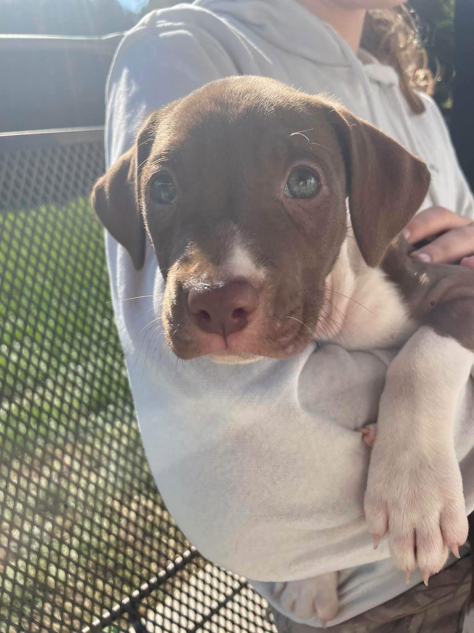 Enlarge Darla, a Adoptable Pit Bull Terrier in New London, WI image 3/3