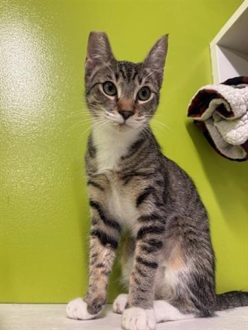 Enlarge SHYNESS, a Adoptable Domestic Short Hair in San Martin, CA image 1/1