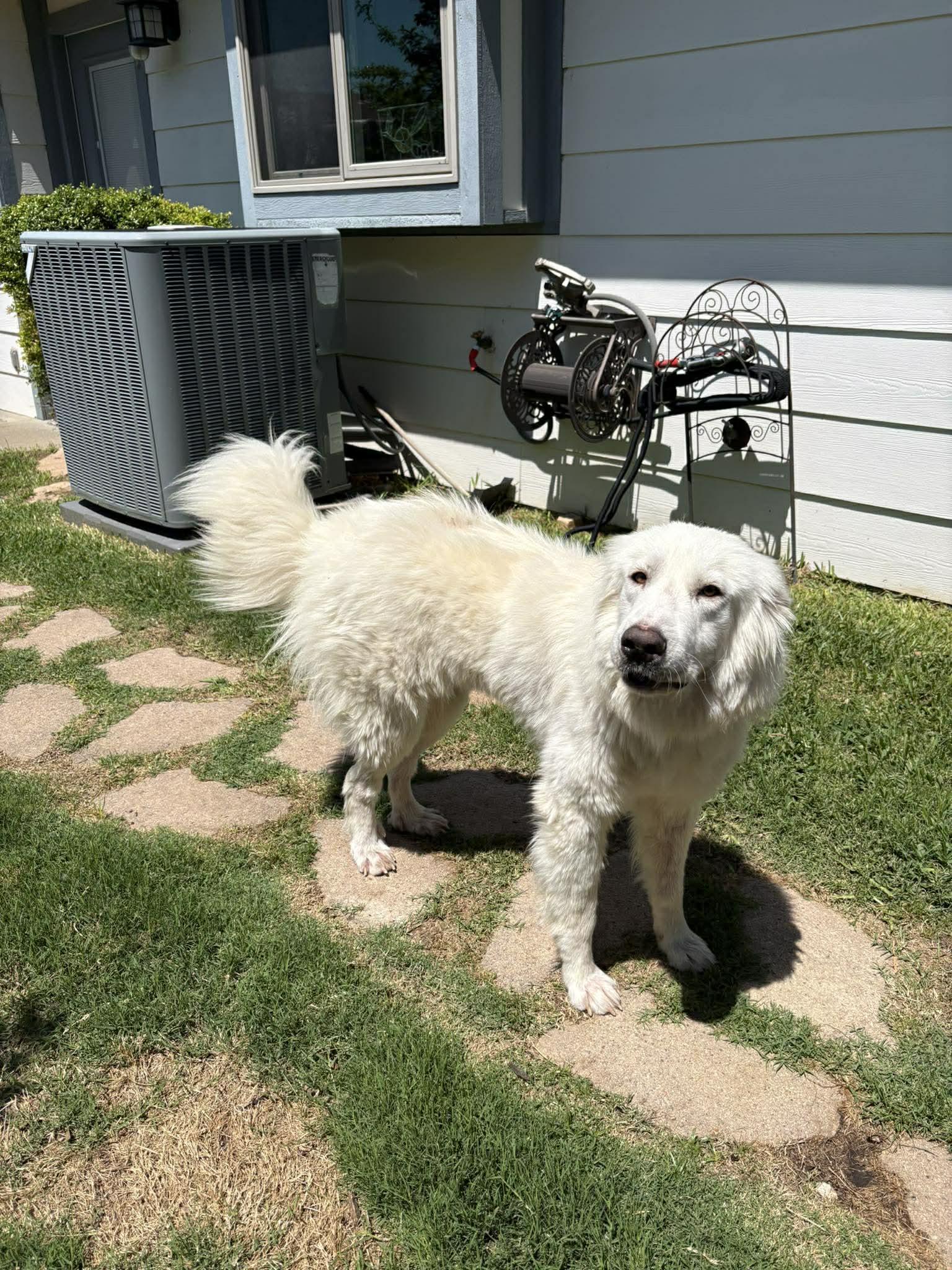 Alaska DFW, Adoptable, Young Female Great Pyrenees.