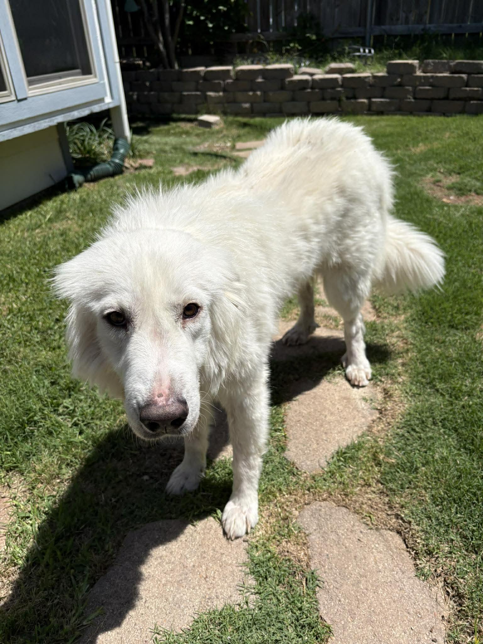 Alaska DFW, a Adoptable mixed breed in Quinlan, TX image 2/6