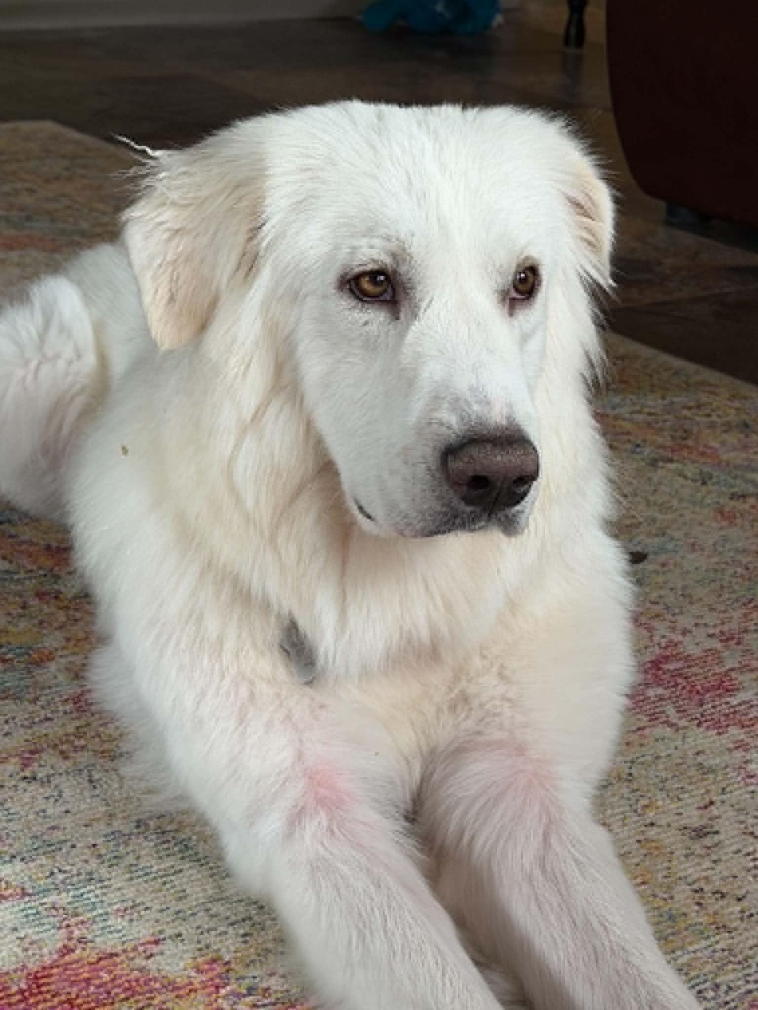 Alaska DFW, a Adoptable mixed breed in Quinlan, TX image 4/6