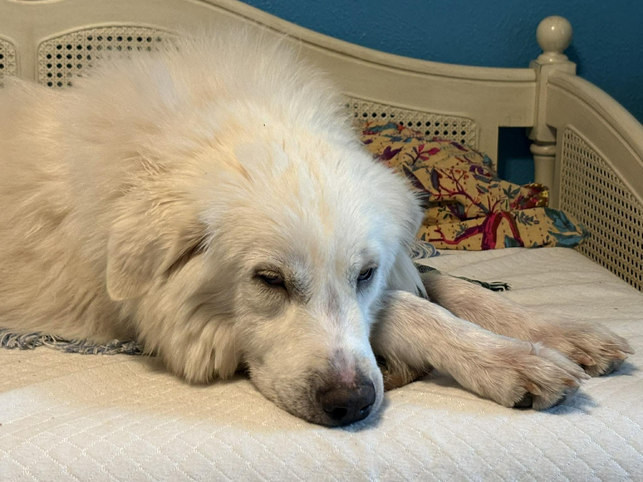 Alaska DFW, a Adoptable mixed breed in Quinlan, TX image 5/6
