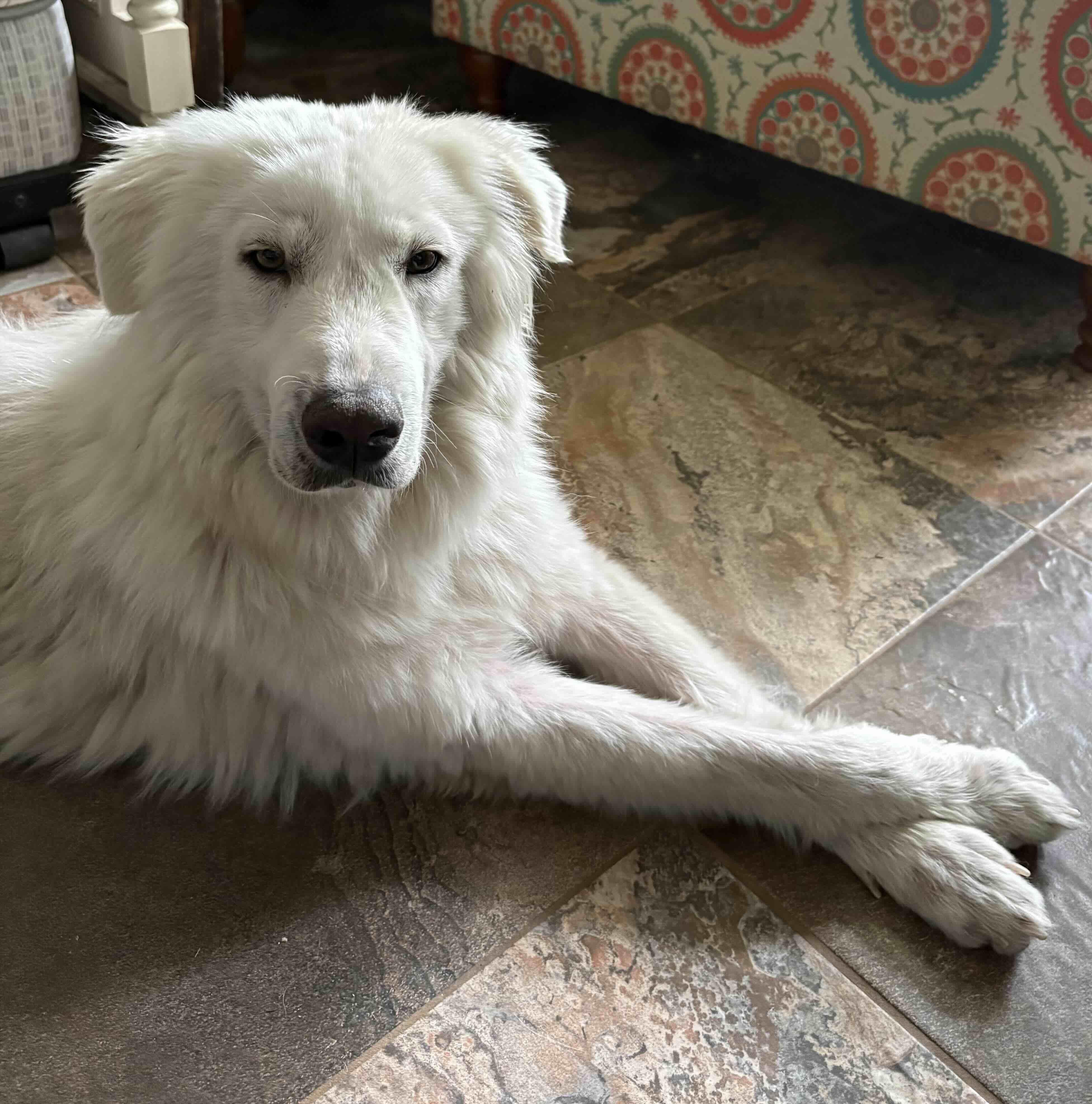 Alaska DFW, a Adoptable mixed breed in Quinlan, TX image 6/6