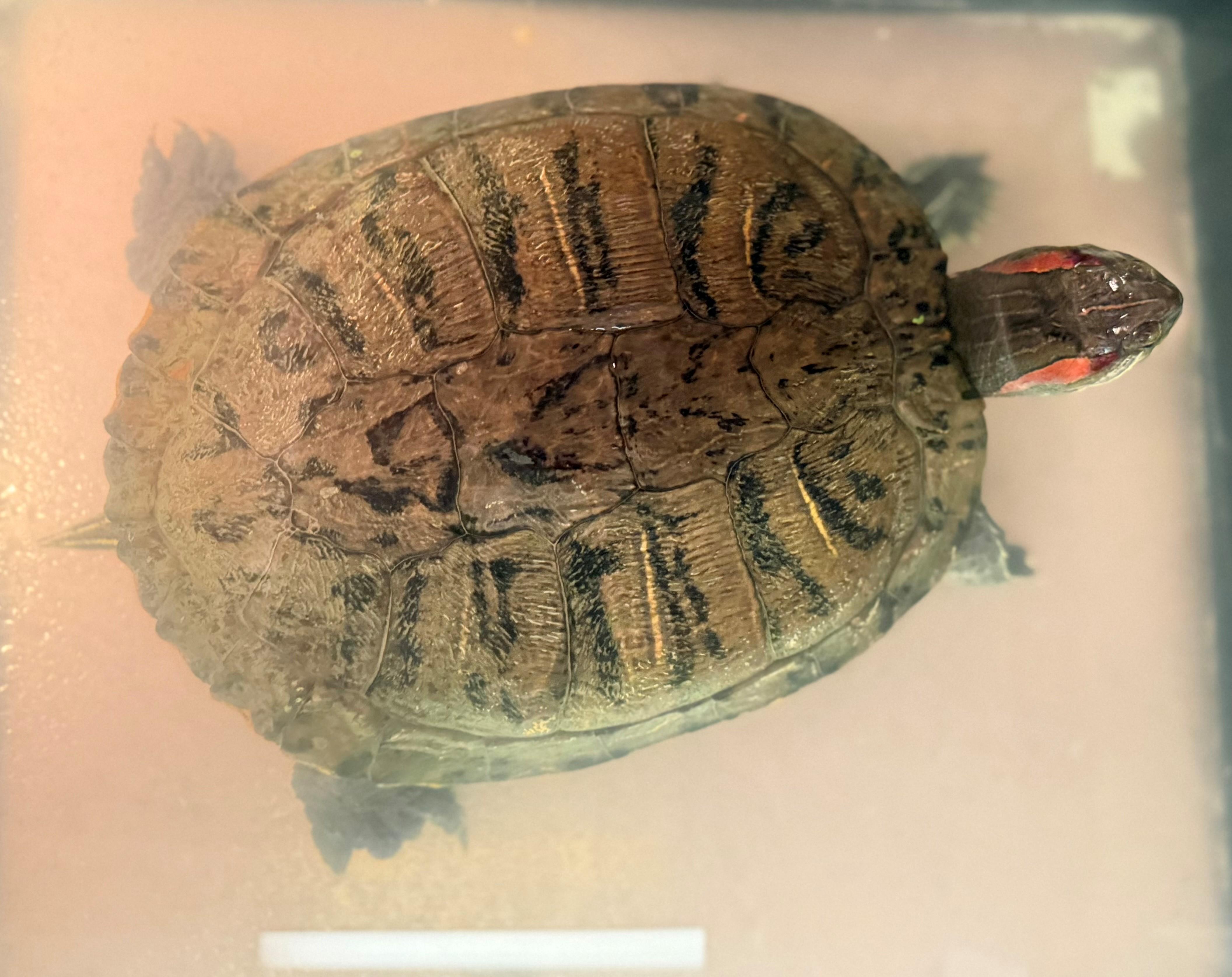 Tank, a ADOPTABLE Red-Eared Slider in Hamilton, ON image 3/4