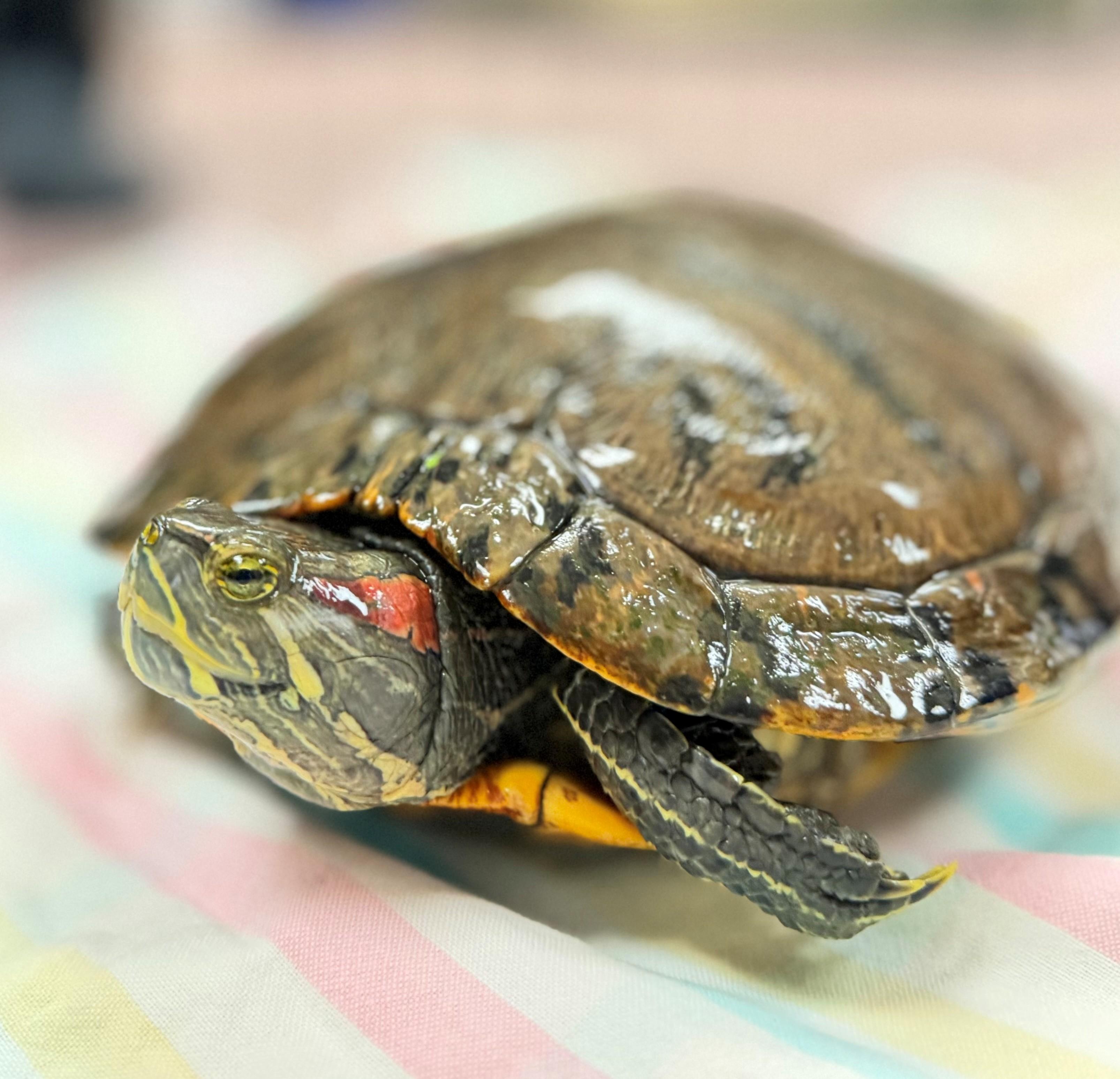 Tank, ADOPTABLE, Adult Unknown Red-Eared Slider.
