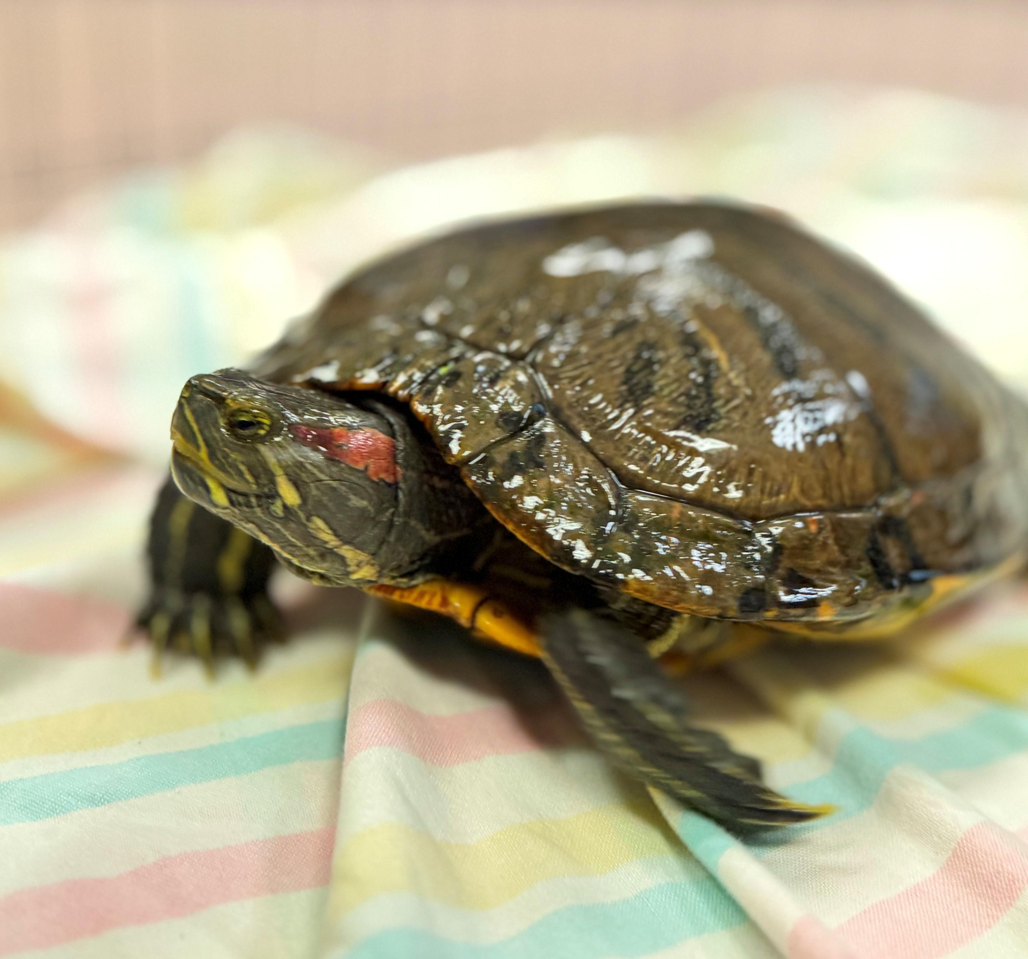 Tank, a ADOPTABLE Red-Eared Slider in Hamilton, ON image 2/4