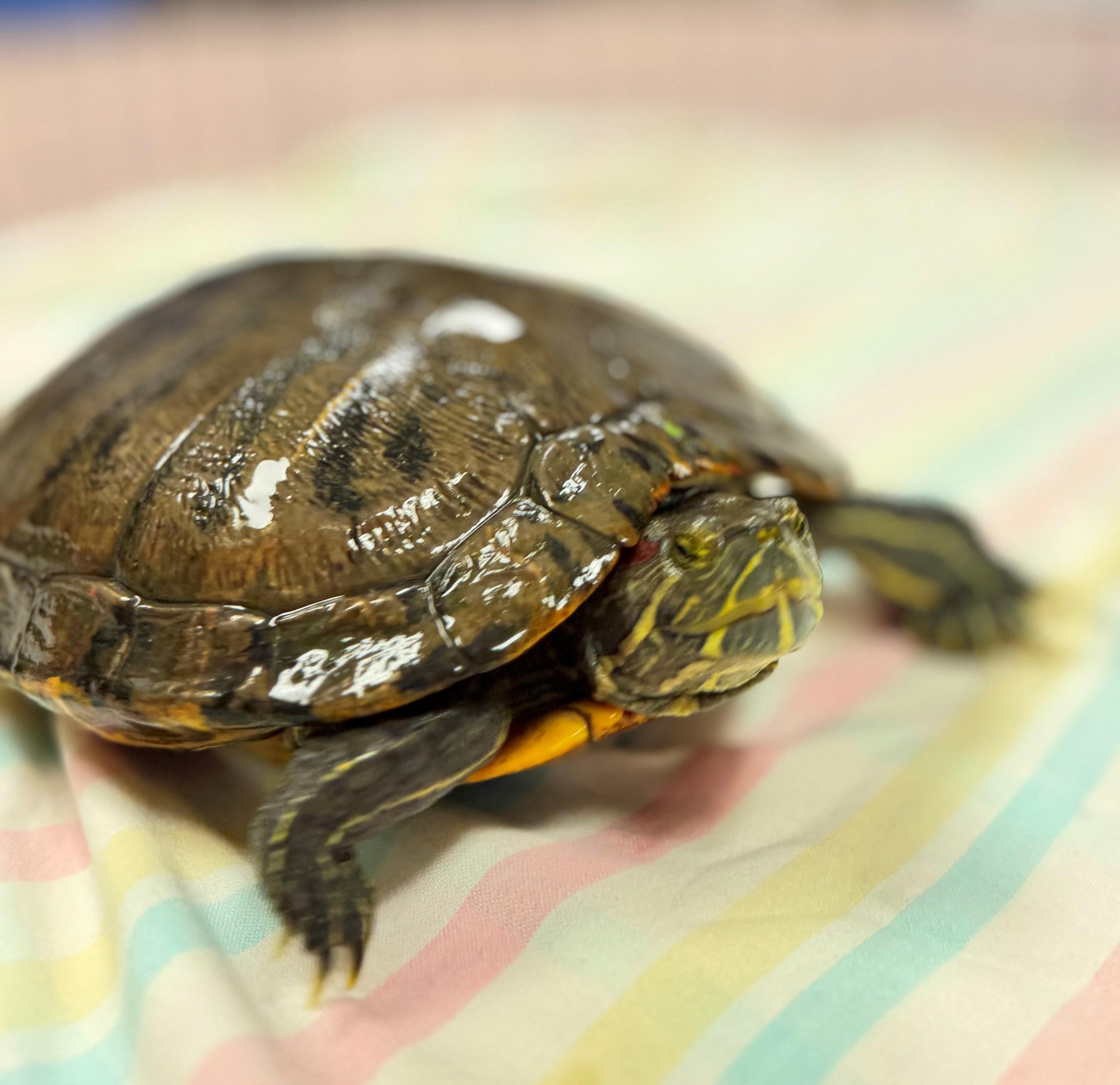 Tank, a ADOPTABLE Red-Eared Slider in Hamilton, ON image 4/4