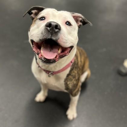 Enlarge Caboodle, a Adoptable mixed breed in East Montpelier, VT image 1/3