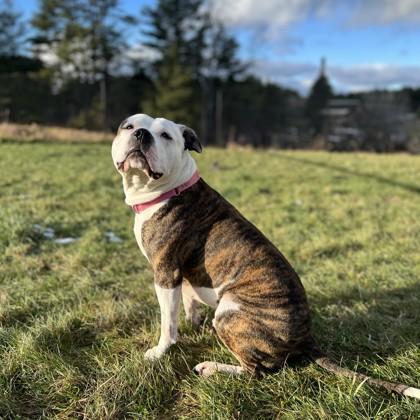 Enlarge Caboodle, a Adoptable mixed breed in East Montpelier, VT image 2/3