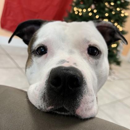 Enlarge Caboodle, a Adoptable mixed breed in East Montpelier, VT image 3/3