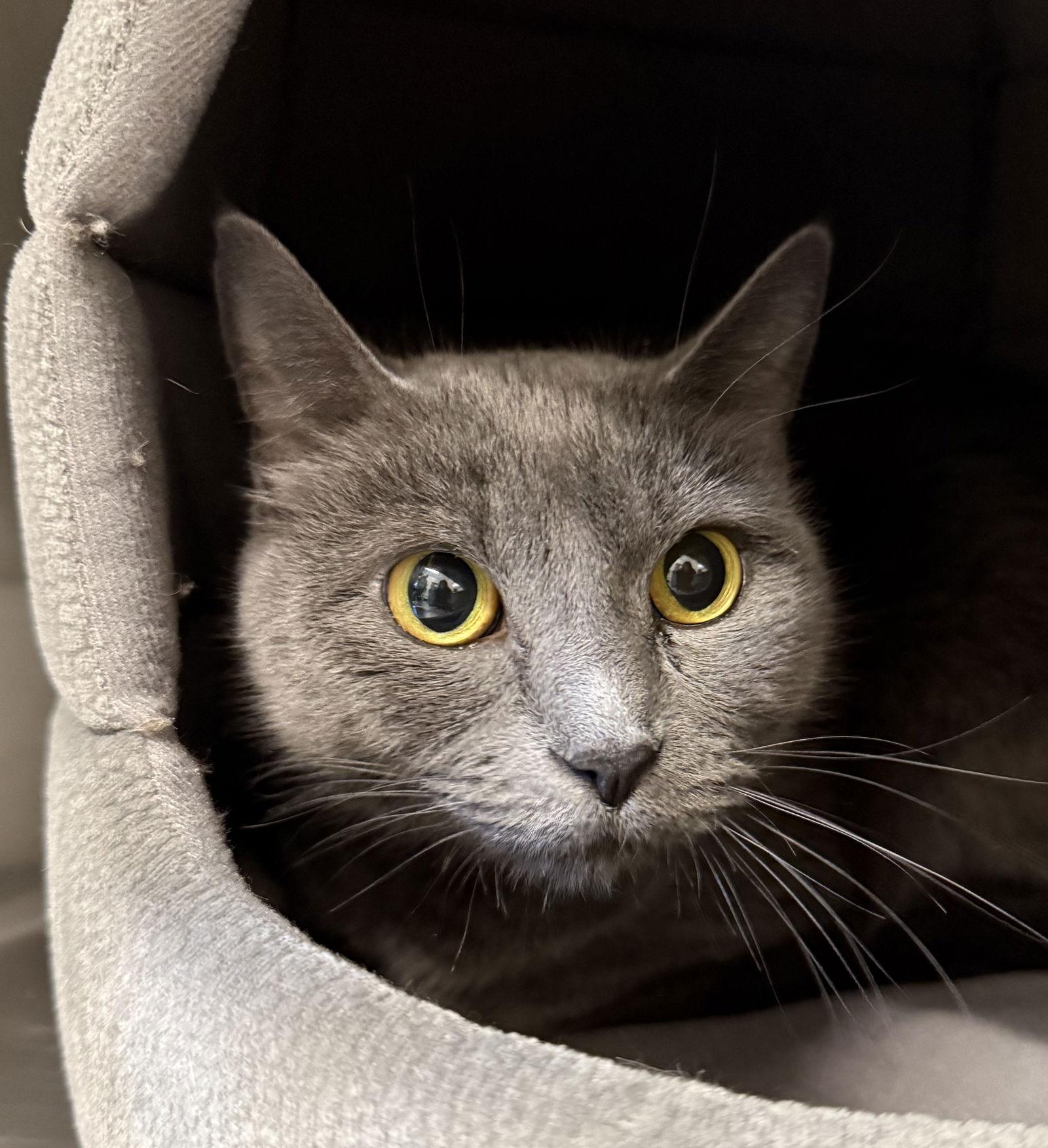 Enlarge Cosmic, a Adoptable Domestic Short Hair in Arlington, VT image 1/2