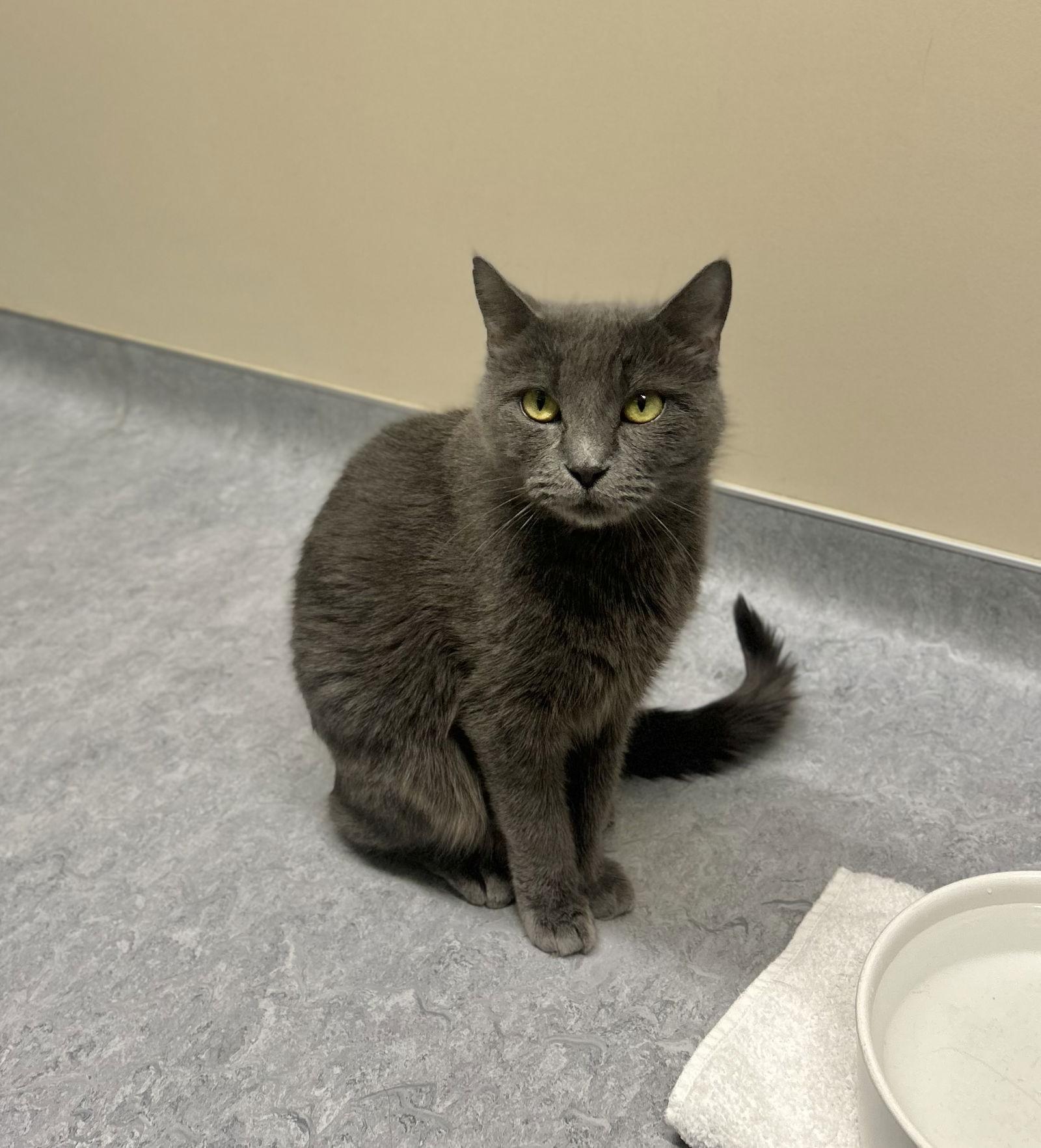 Enlarge Cosmic, a Adoptable Domestic Short Hair in Arlington, VT image 2/2