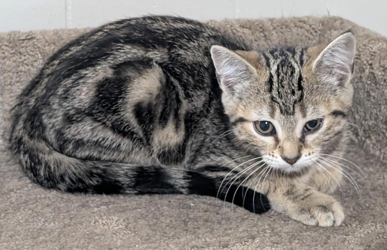 Nugget, Baby Female unknown