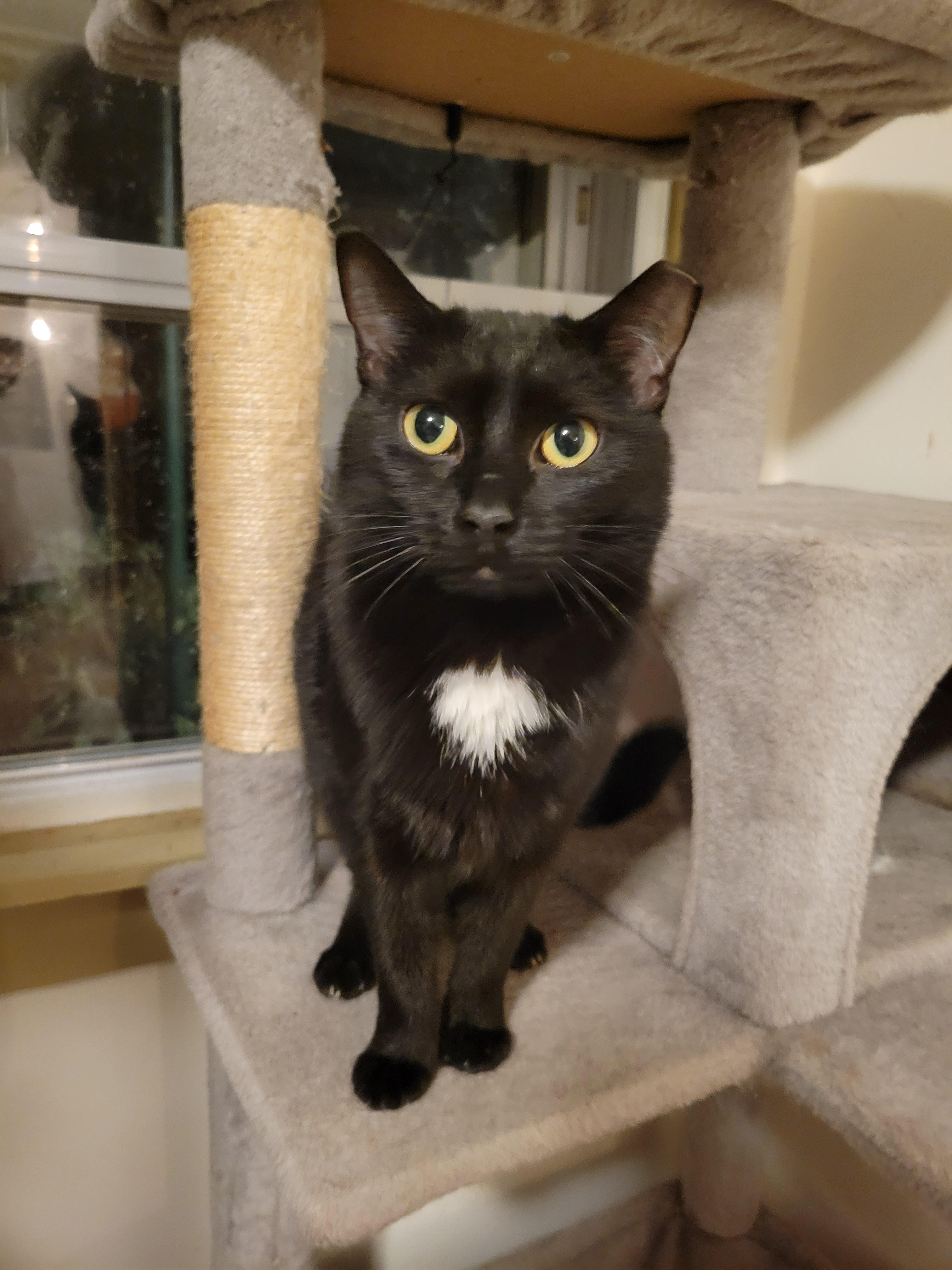 Esra, a Hold mixed breed in Hershey, PA image 1/6