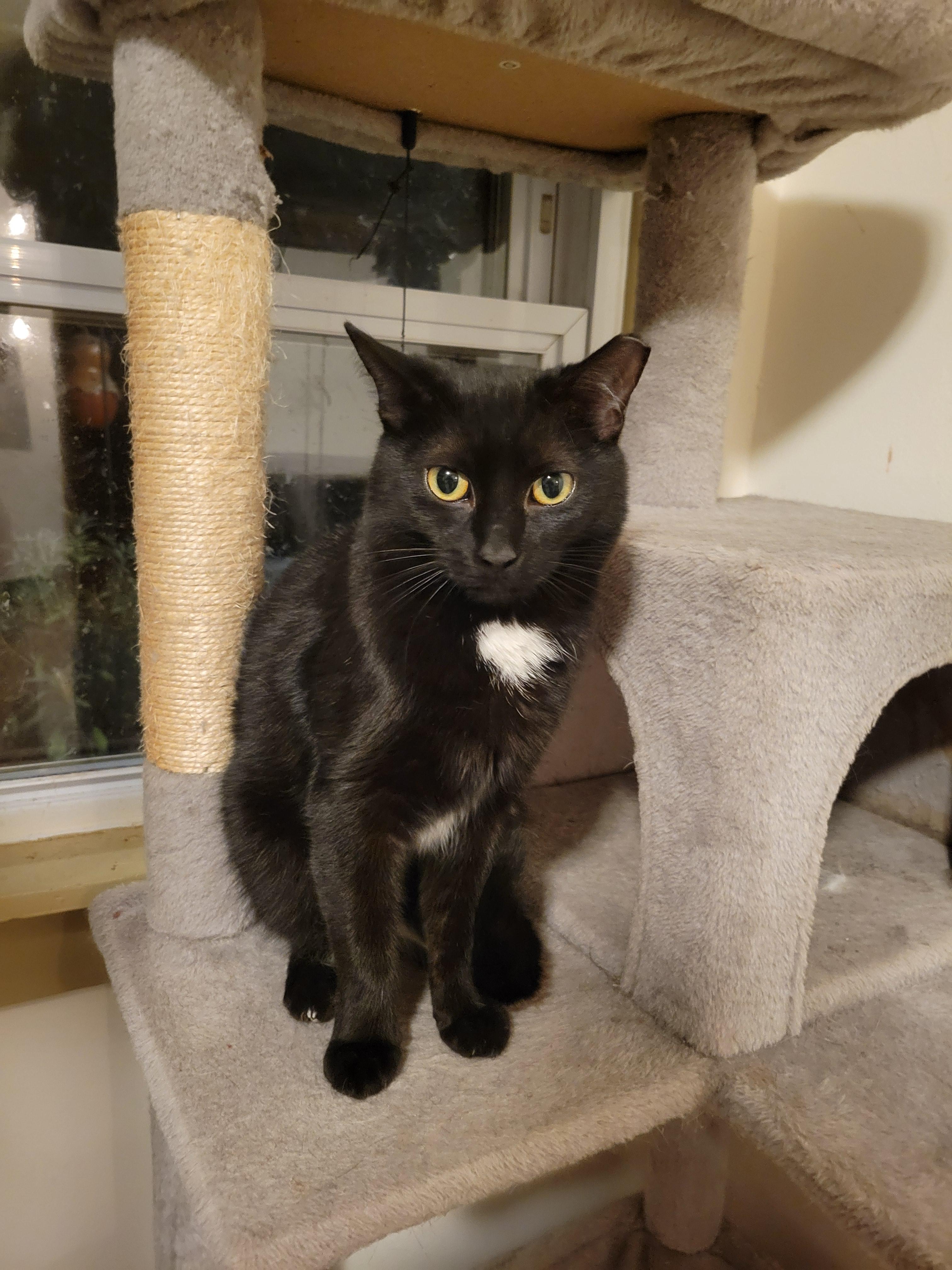 Esra, a Hold mixed breed in Hershey, PA image 2/6