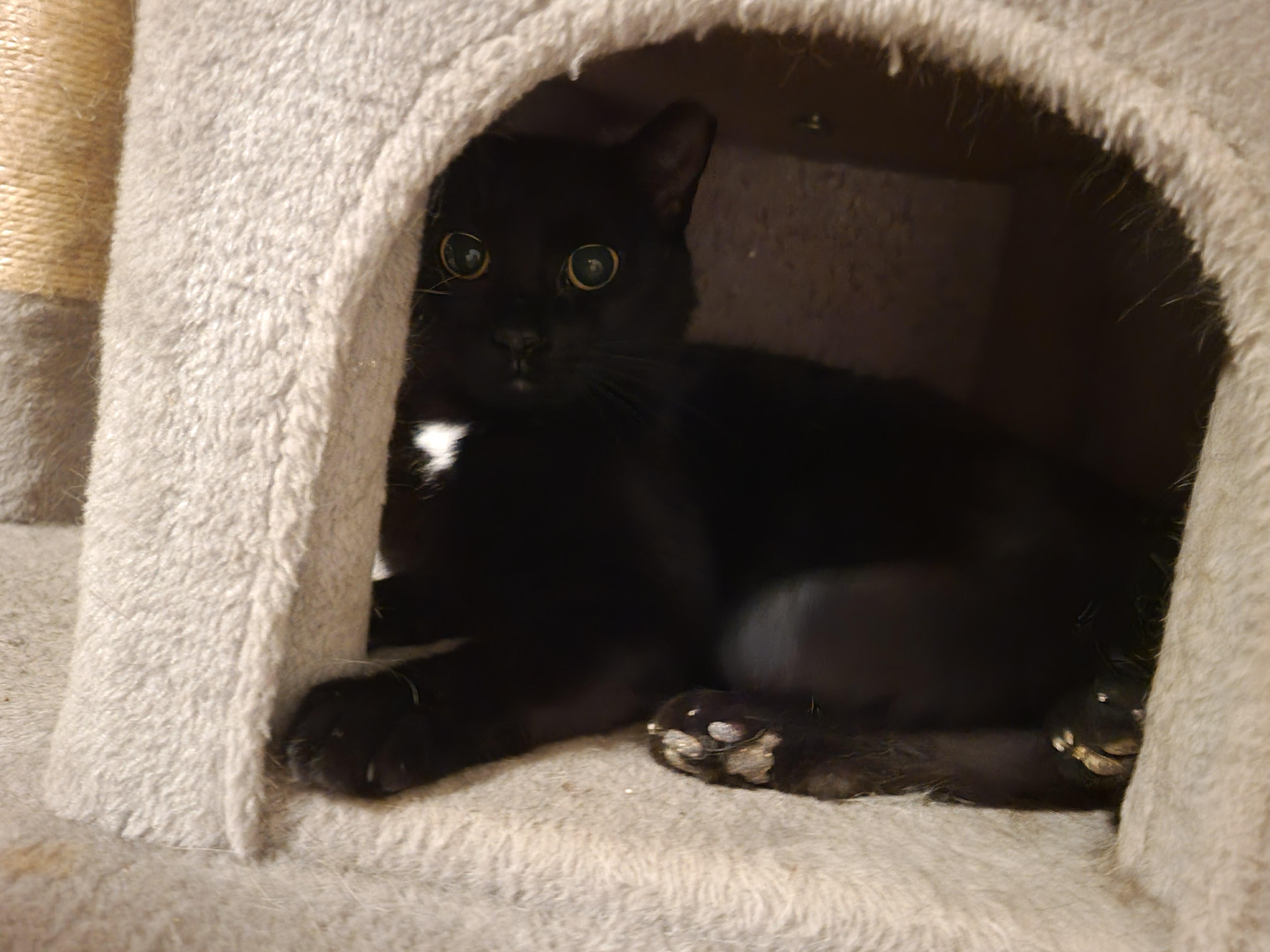 Esra, a Hold mixed breed in Hershey, PA image 4/6