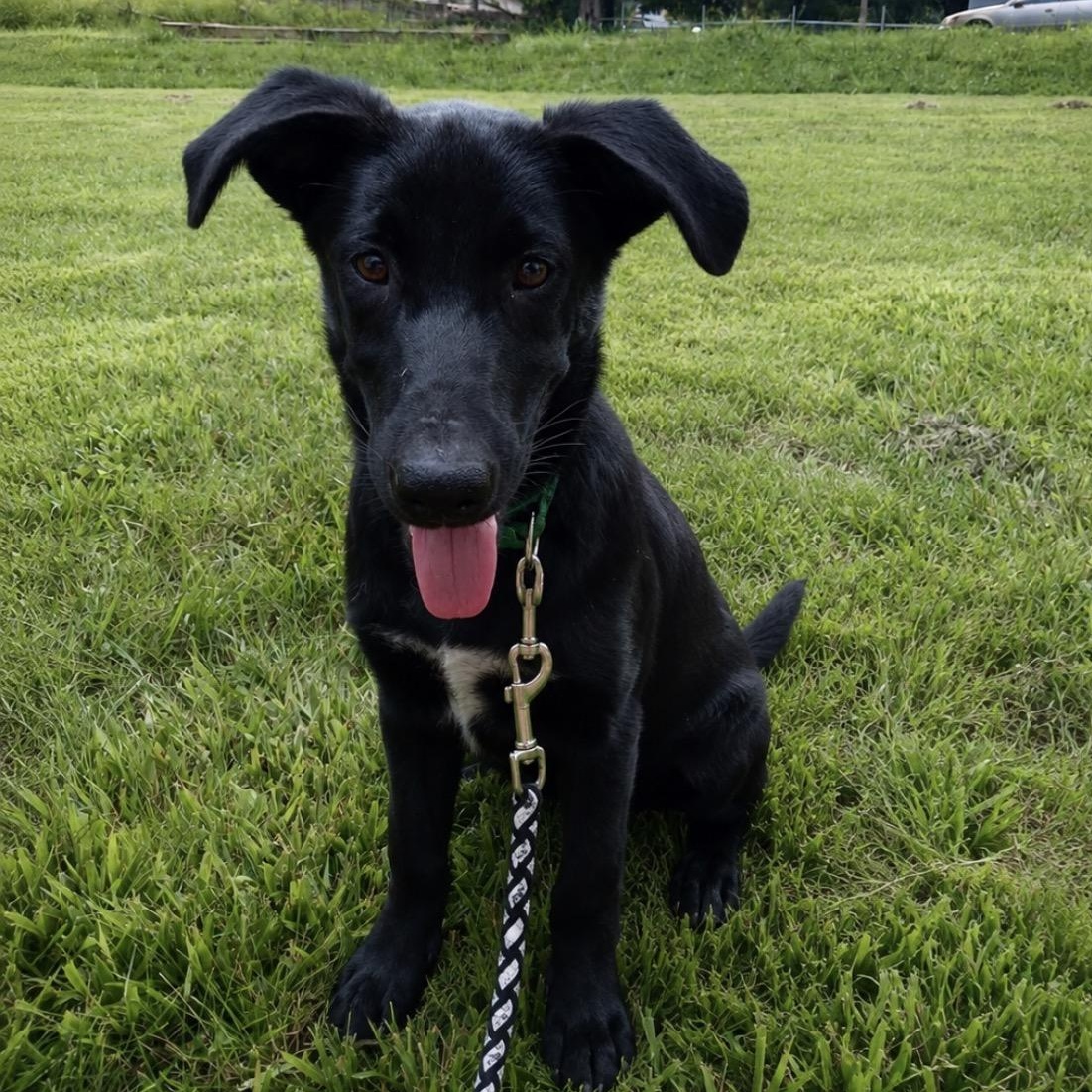 Enlarge Mellow, a ADOPTABLE mixed breed in Ooltewah, TN image 3/6