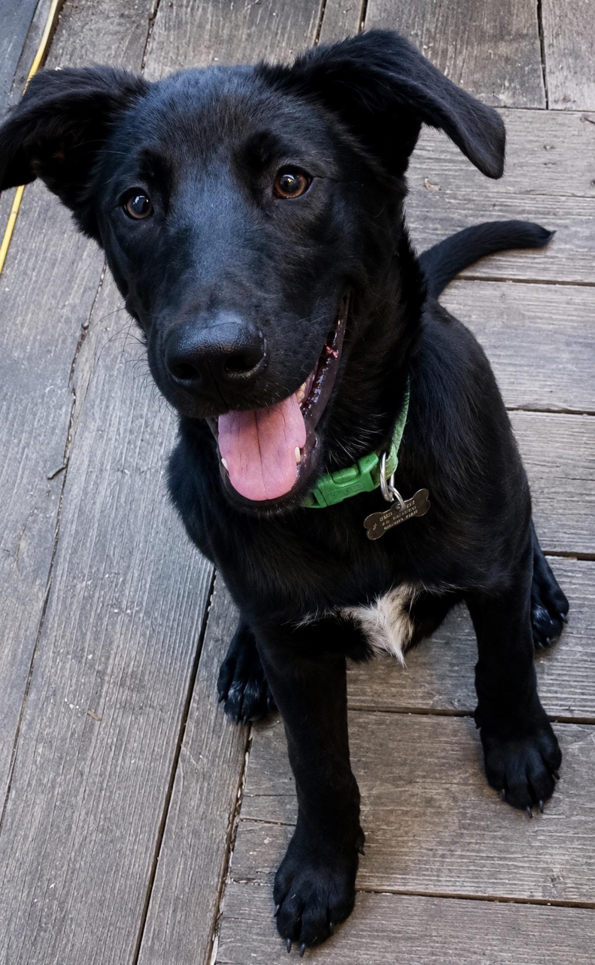 Enlarge Mellow, a ADOPTABLE mixed breed in Ooltewah, TN image 6/6