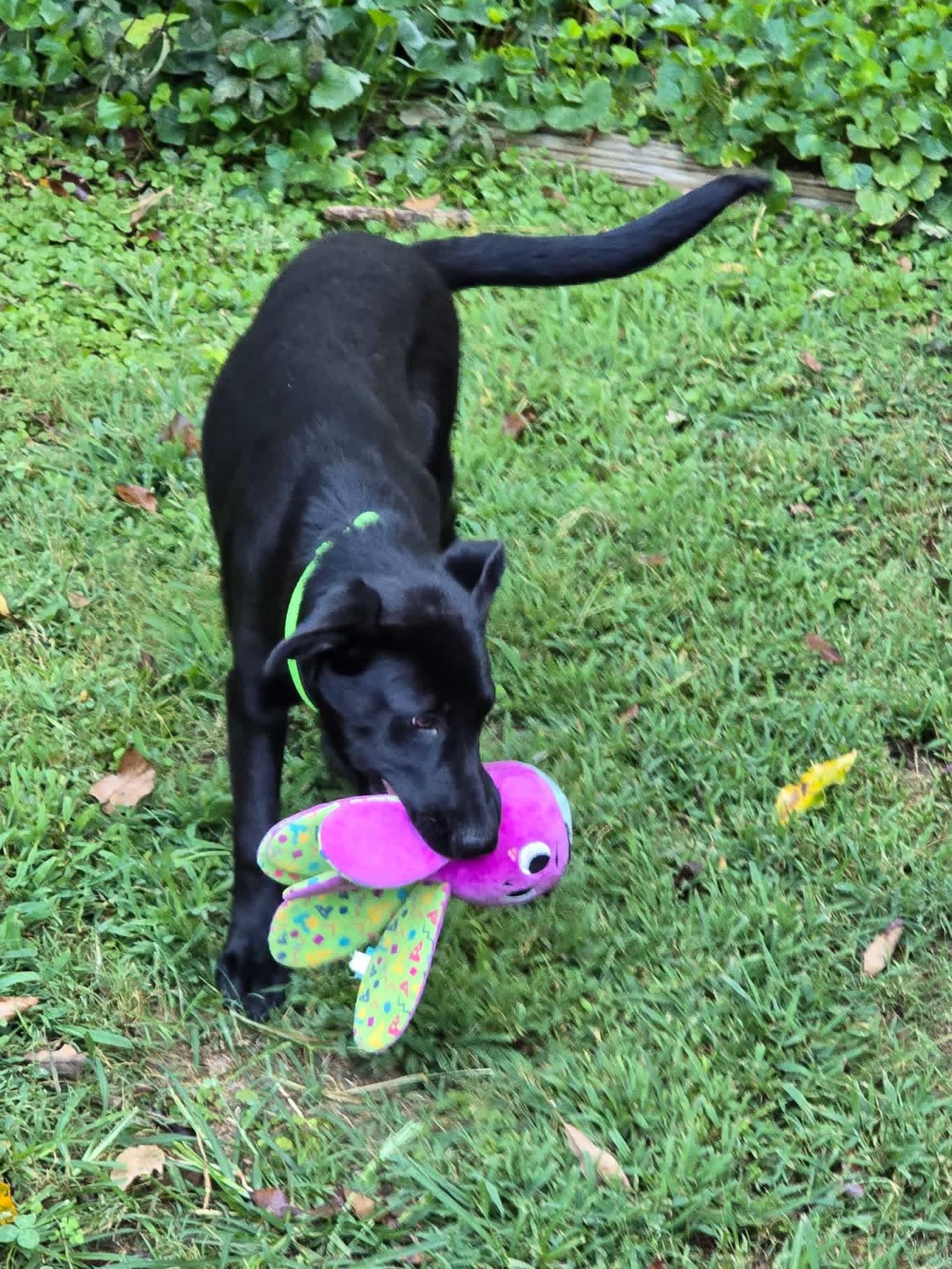 Enlarge Mellow, a ADOPTABLE mixed breed in Ooltewah, TN image 5/6
