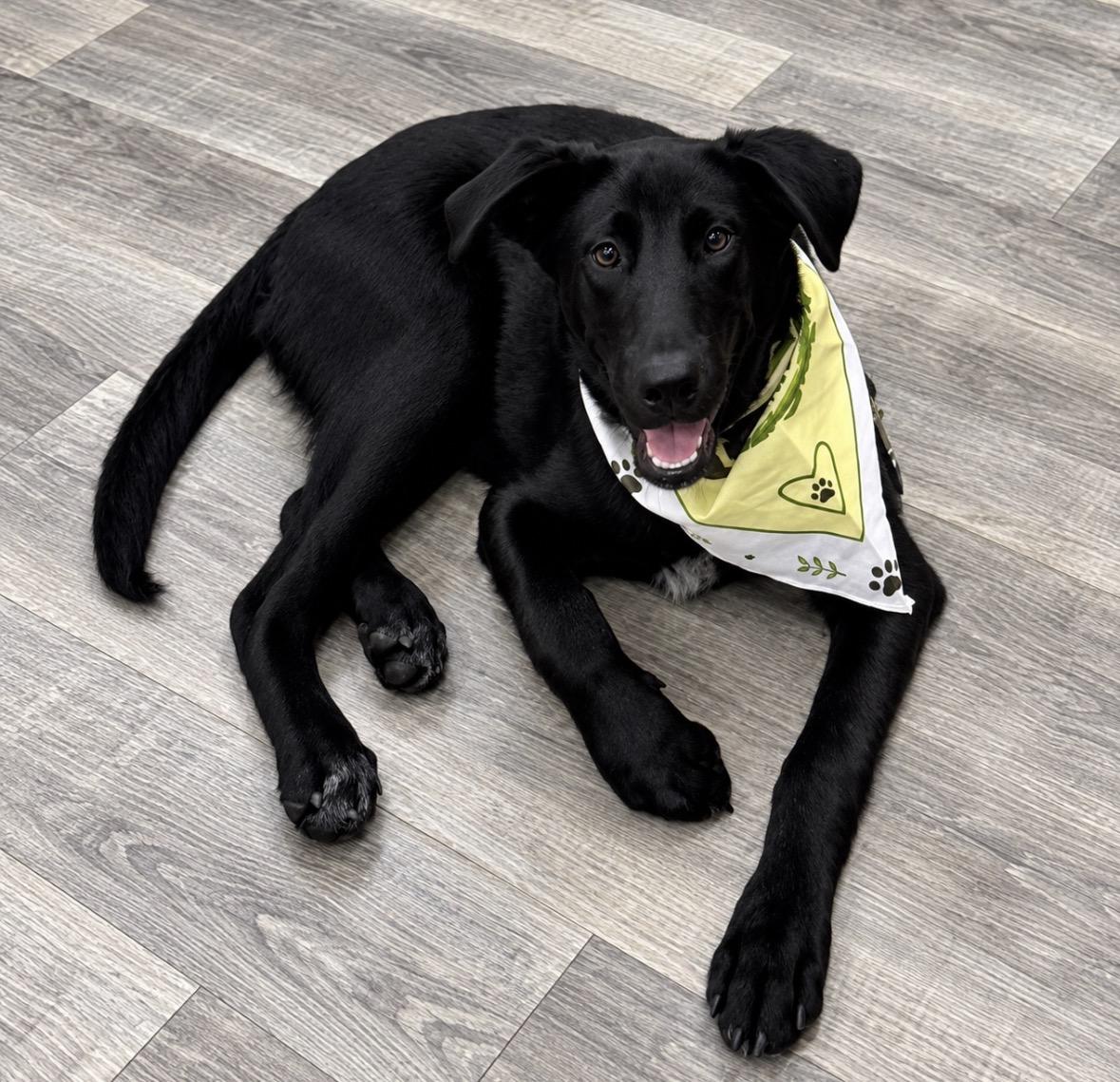 Mellow, ADOPTABLE, Young Male Labrador Retriever & Golden Retriever.