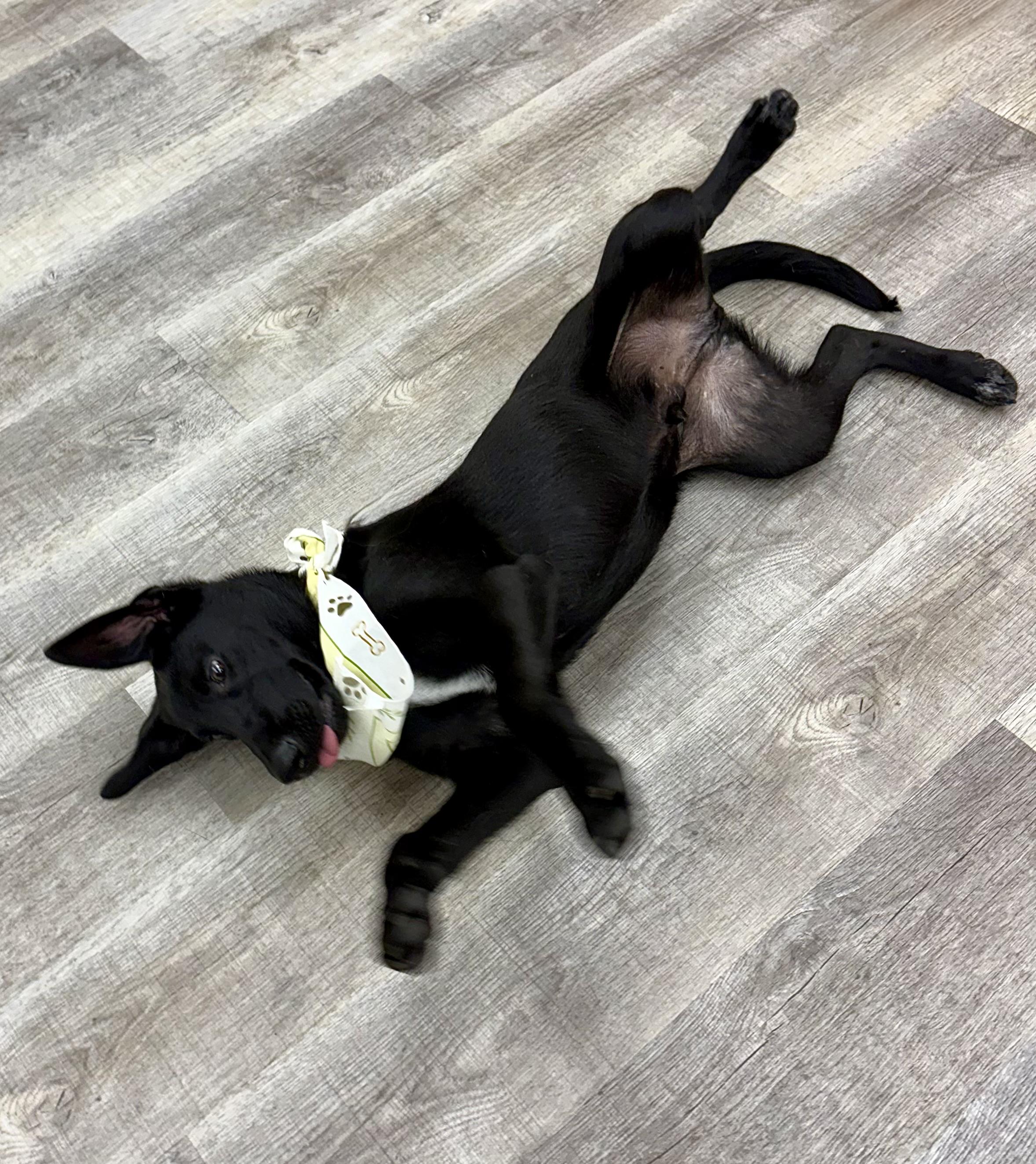 Enlarge Mellow, a ADOPTABLE mixed breed in Ooltewah, TN image 2/6