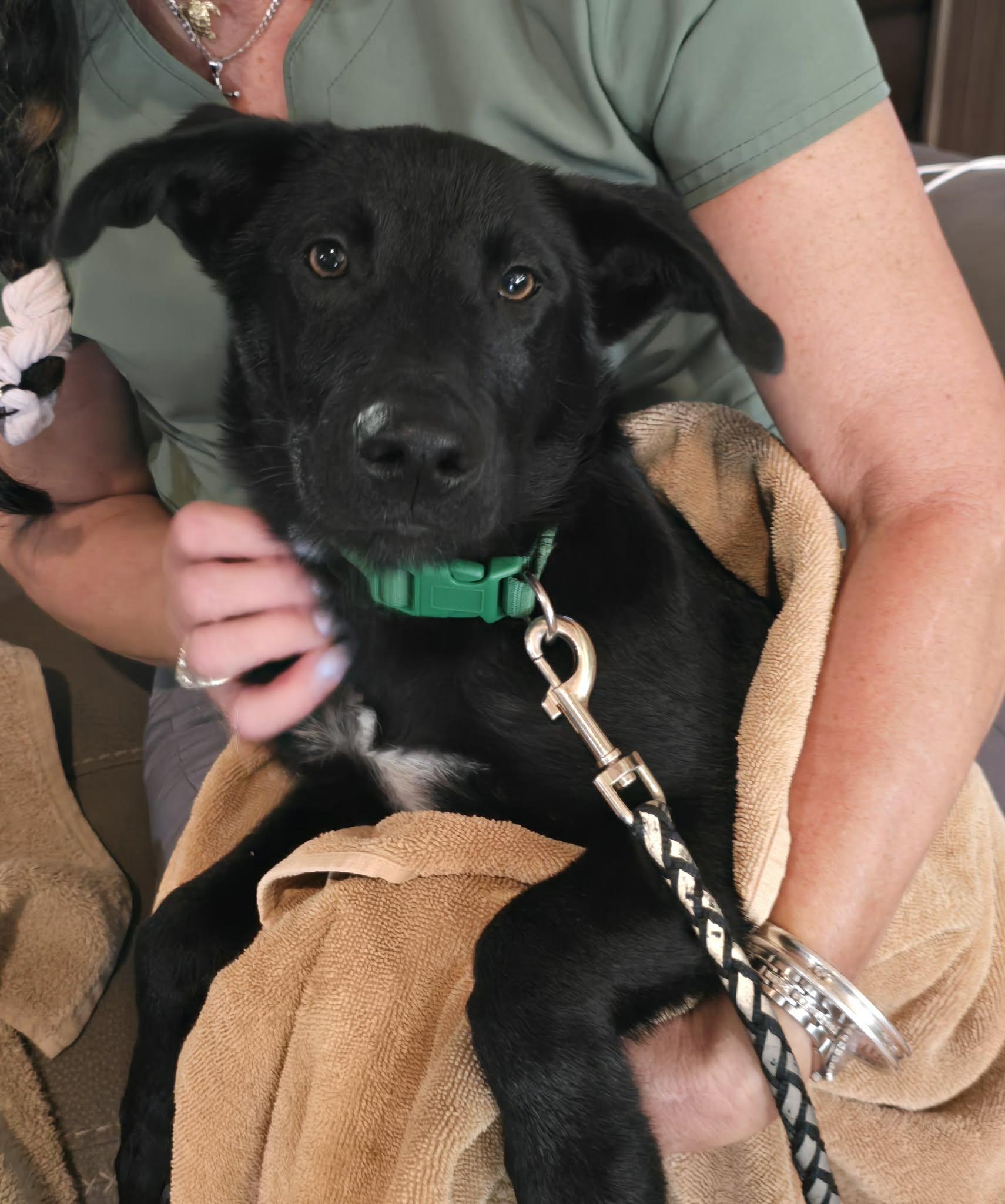 Enlarge Mellow, a ADOPTABLE mixed breed in Ooltewah, TN image 4/6