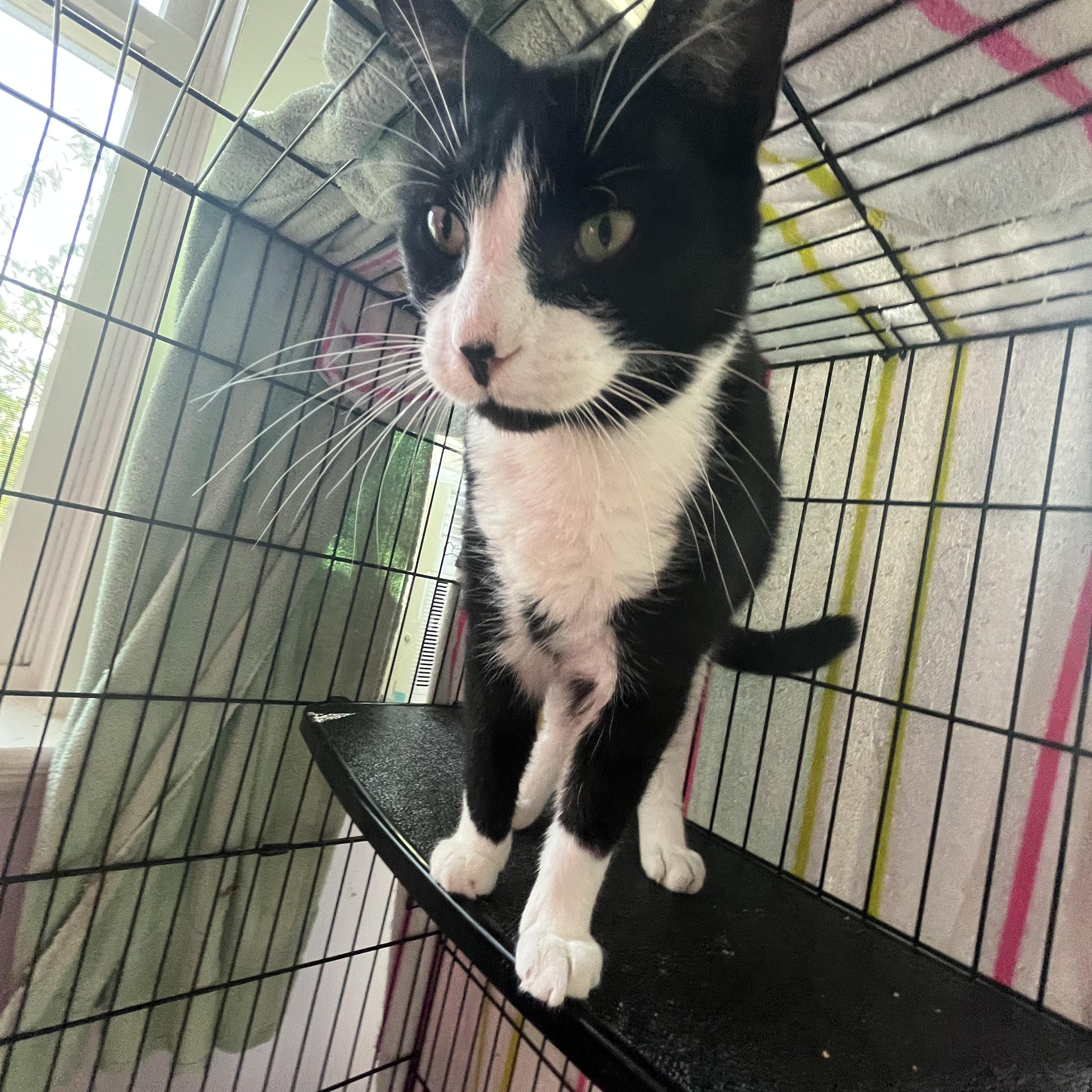 Taco, an adopted Domestic Short Hair in Salisbury, MA image 2/5