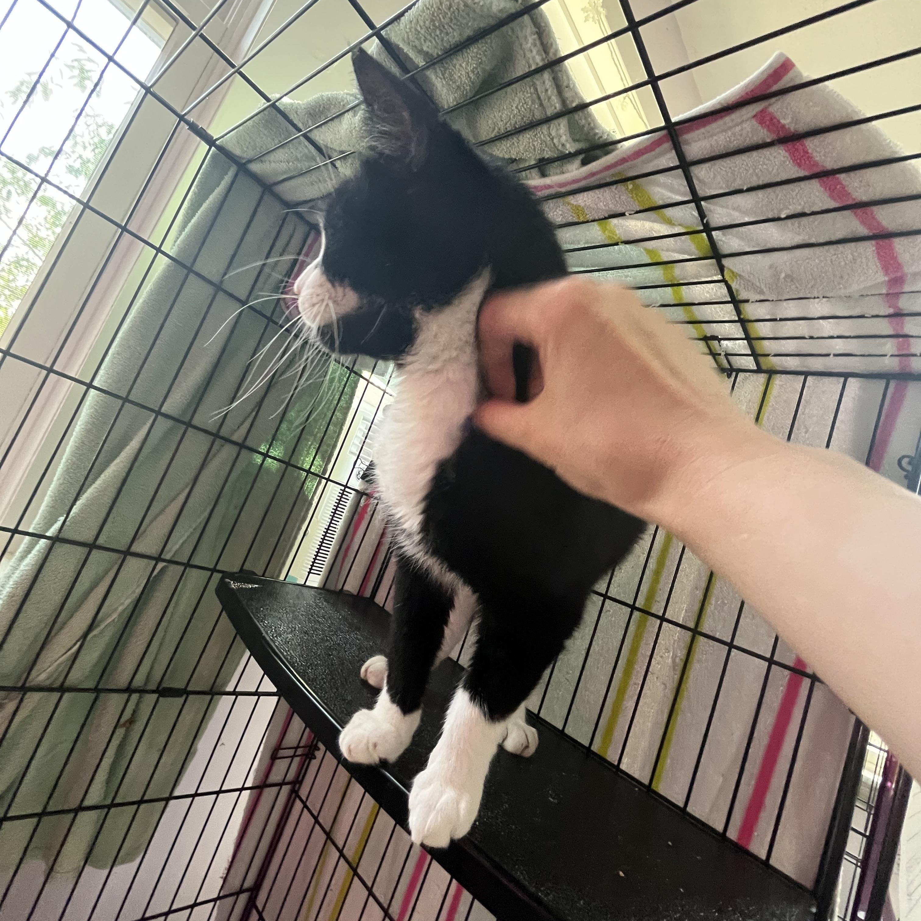 Taco, an adopted Domestic Short Hair in Salisbury, MA image 3/5