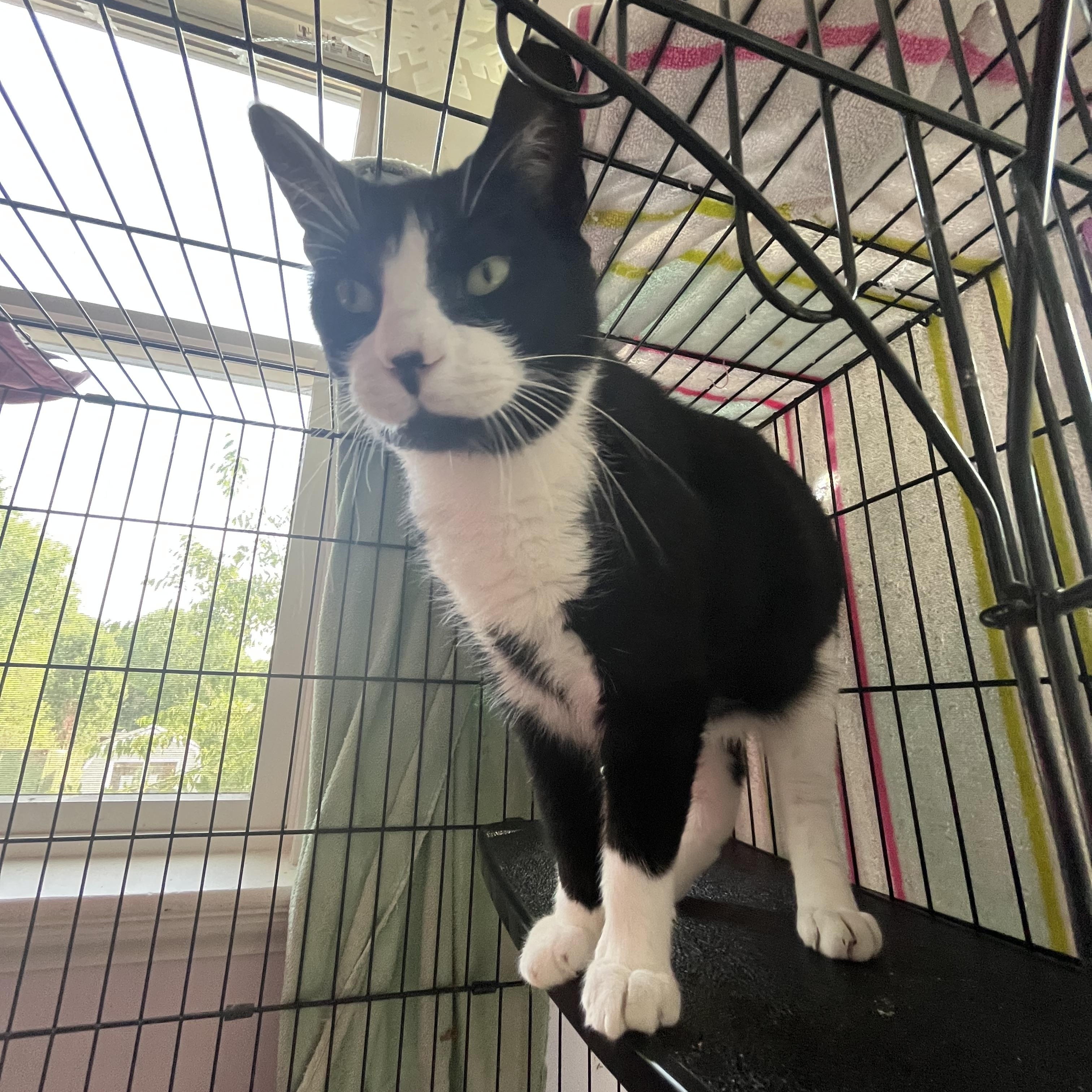 Taco, an adopted Domestic Short Hair in Salisbury, MA image 5/5