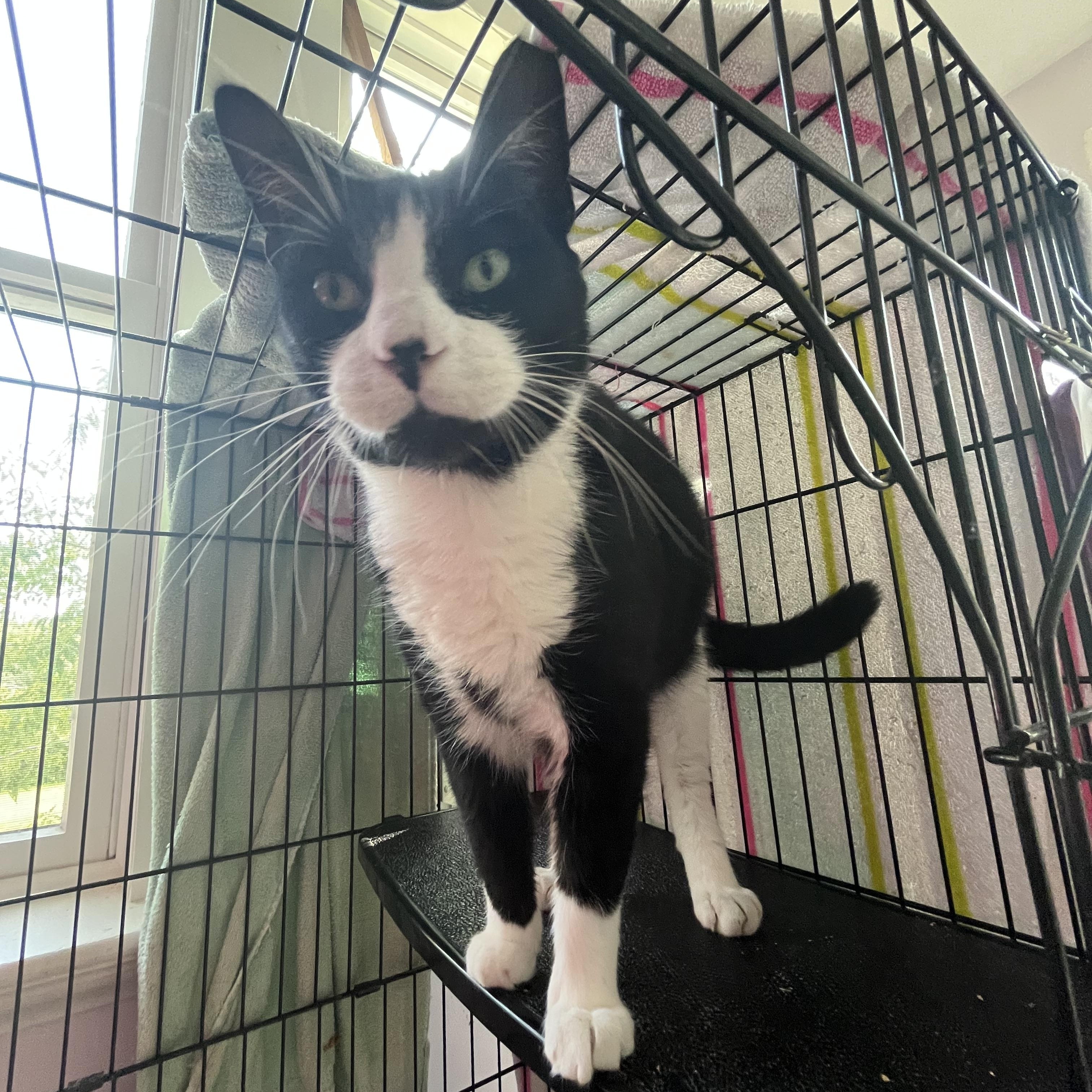 Taco, an adopted Domestic Short Hair in Salisbury, MA image 1/5
